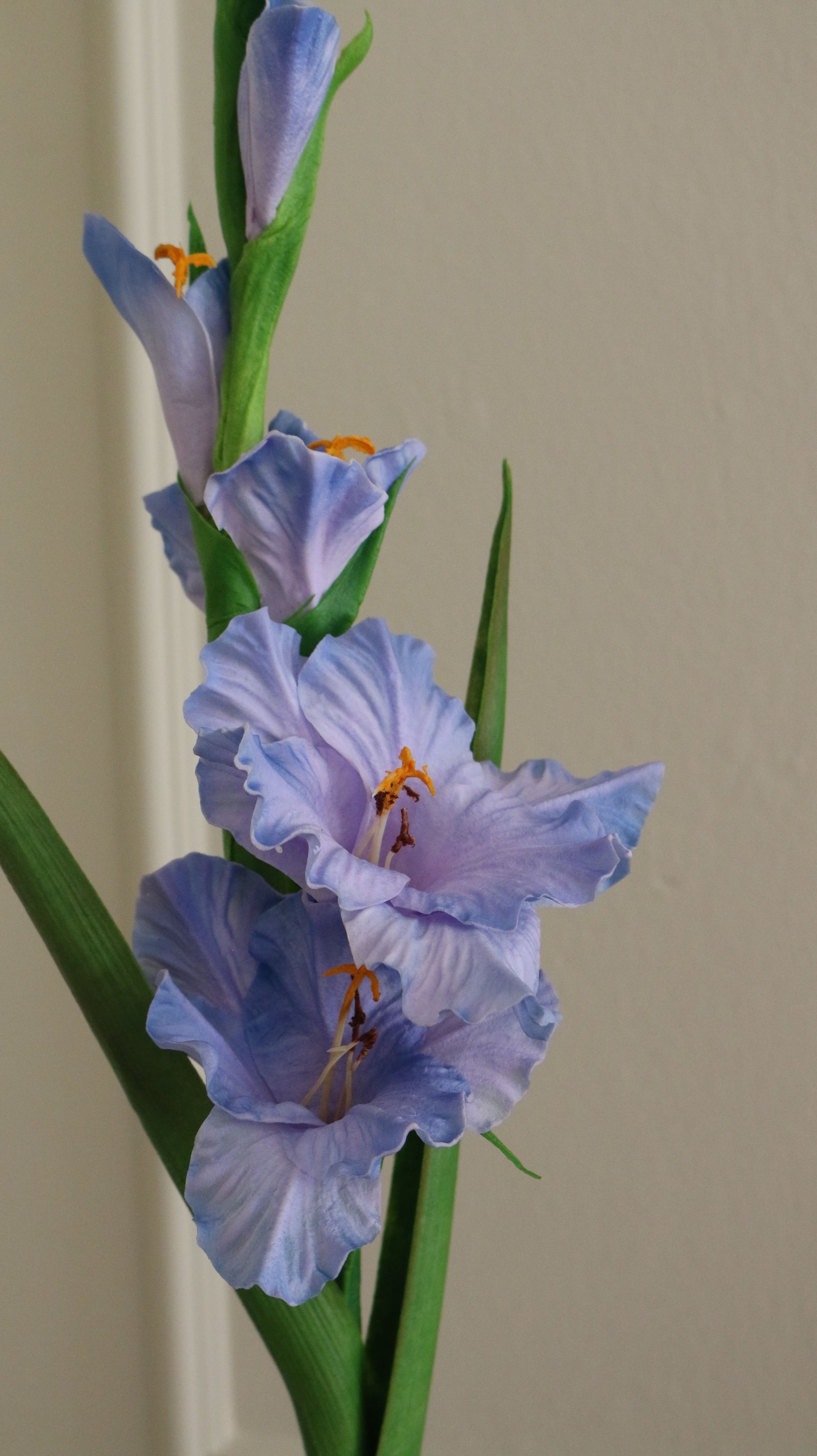Gladiolus