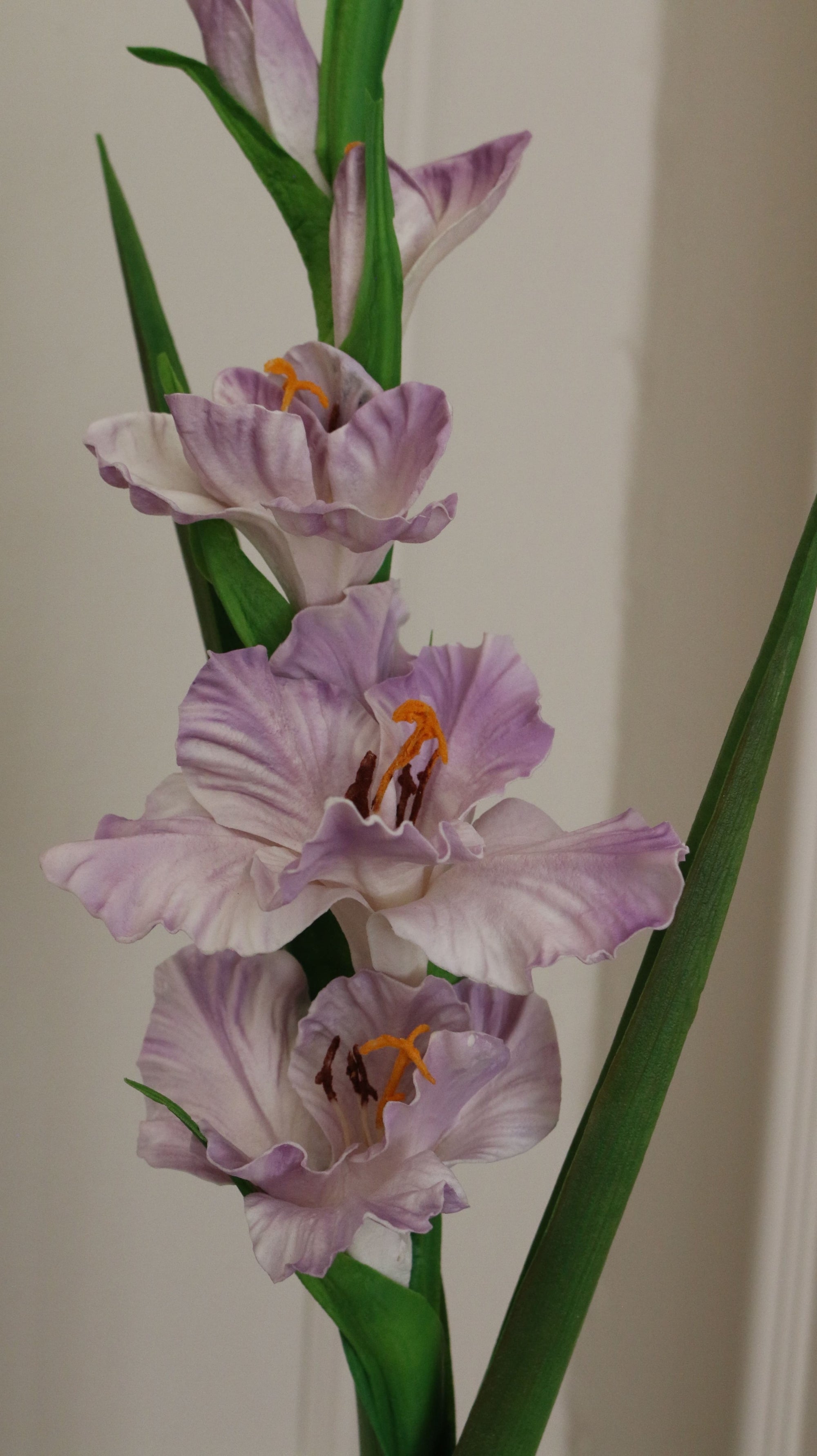 Gladiolus