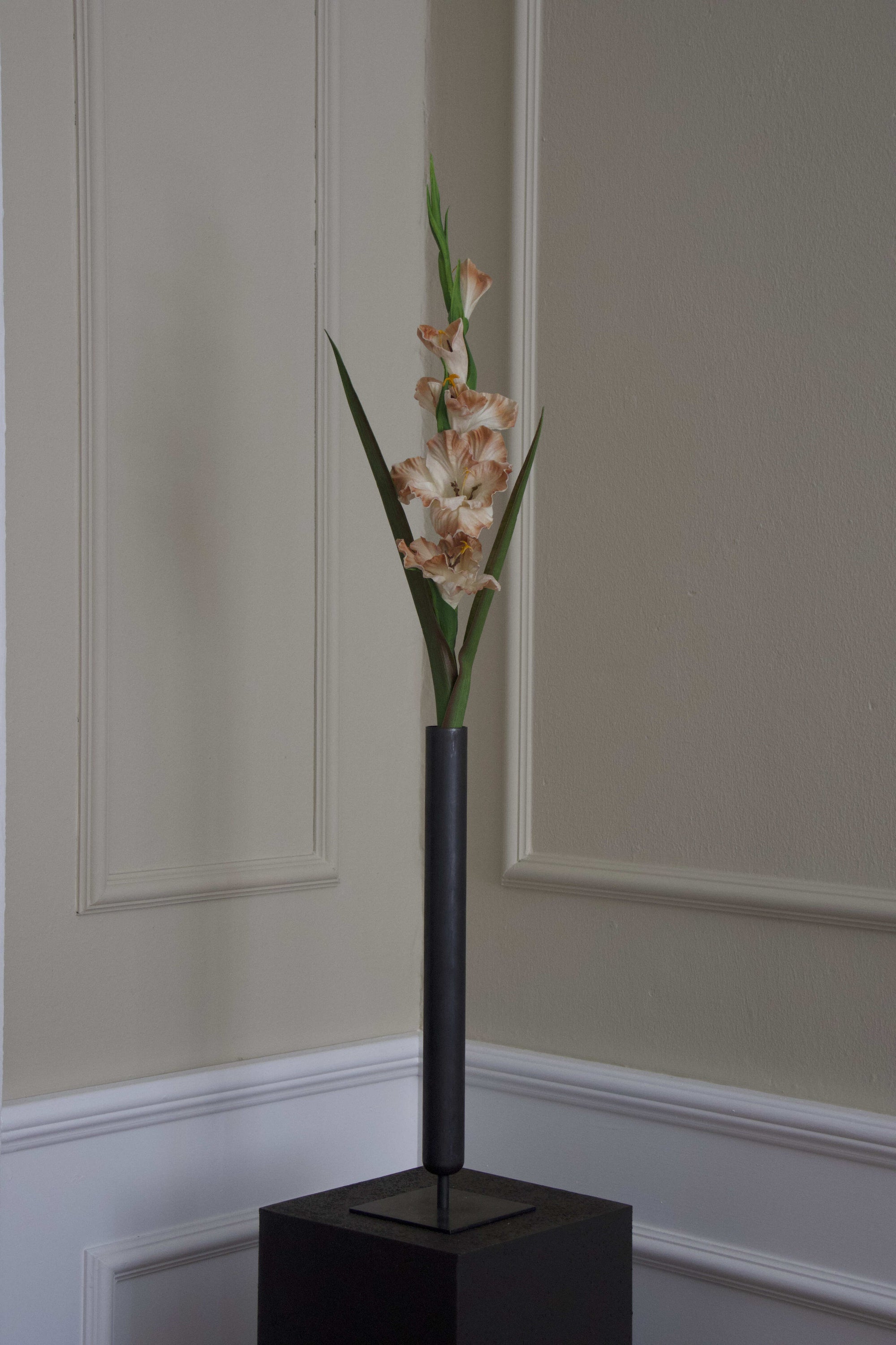 Gladiolus