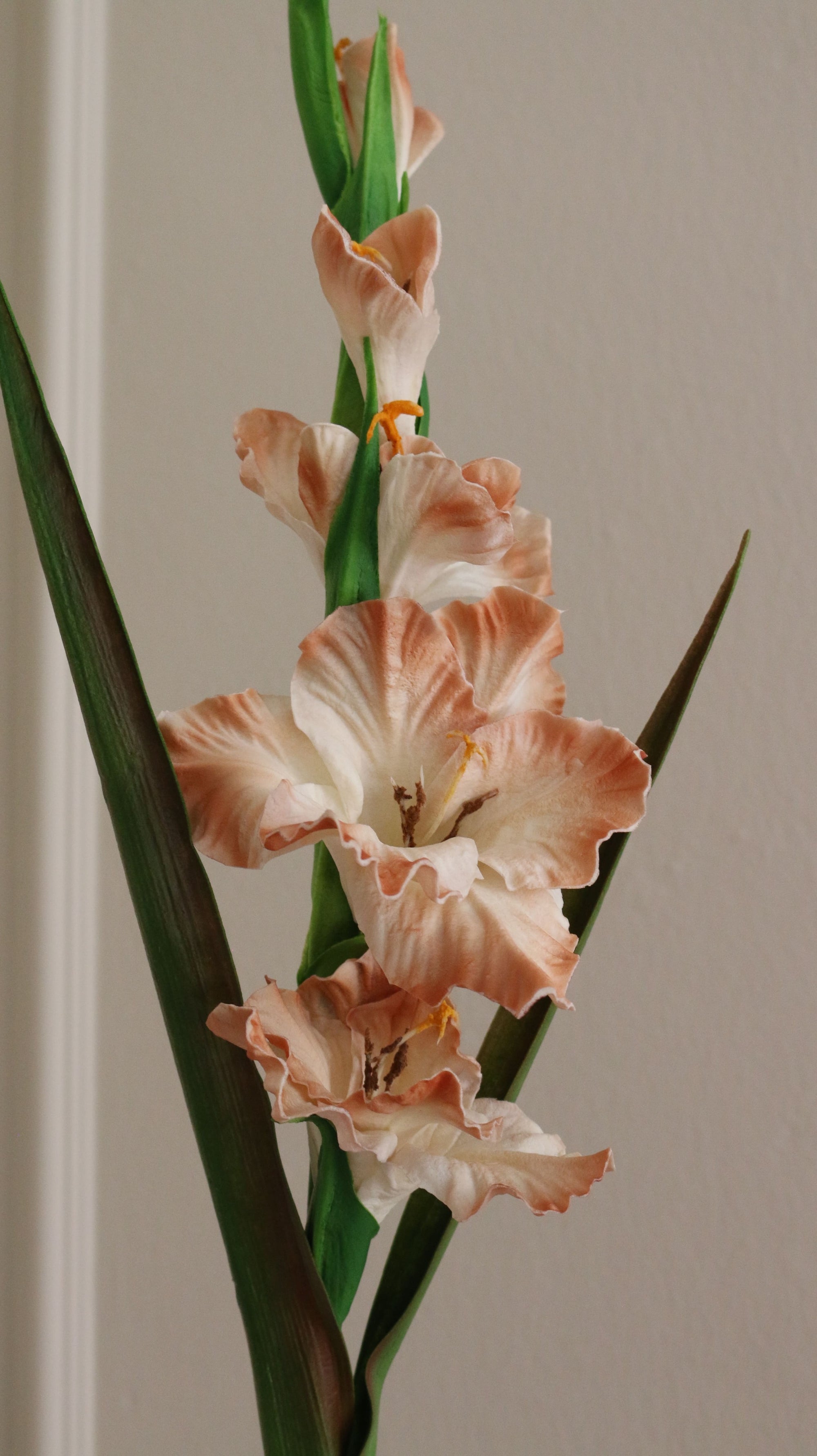 Gladiolus