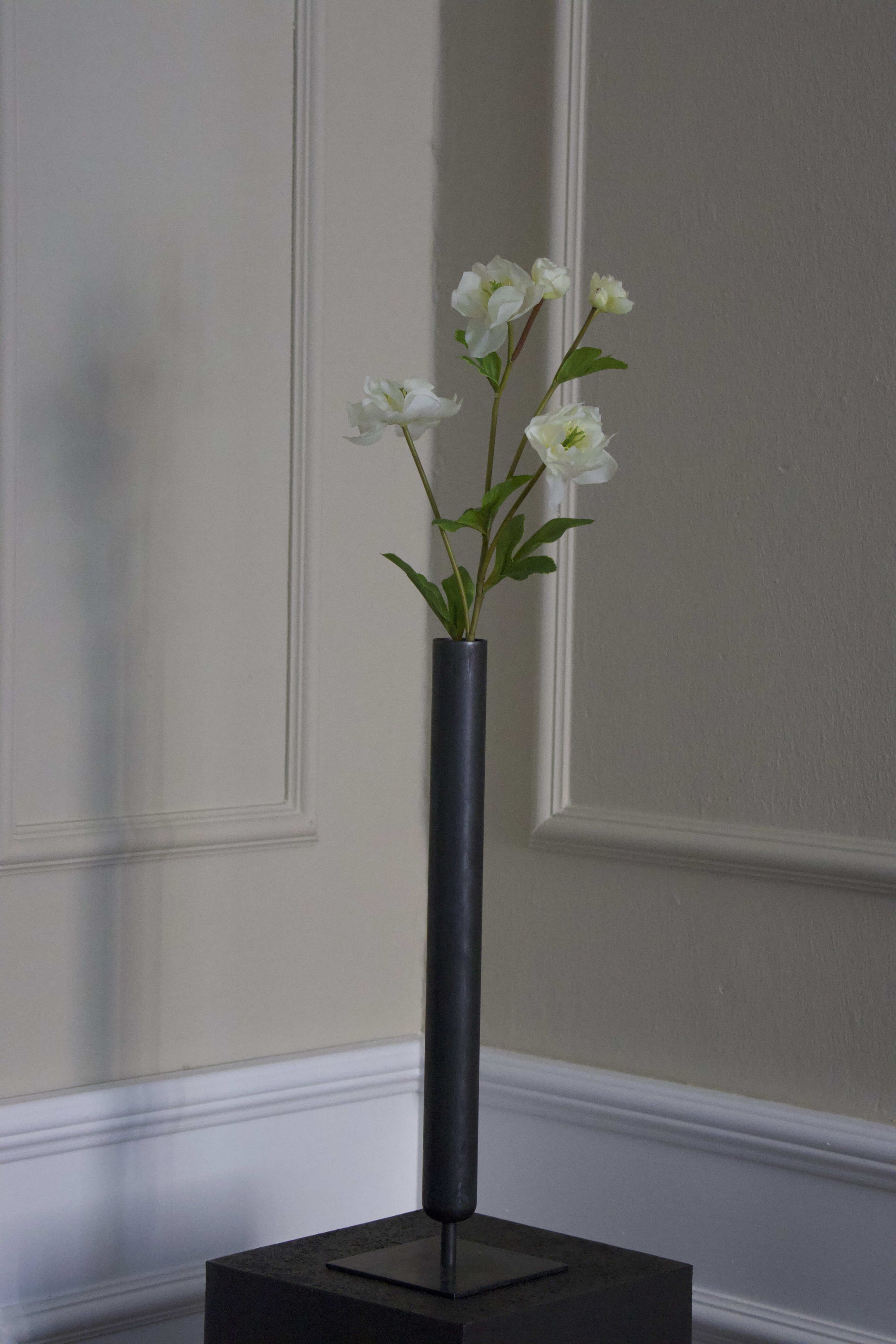Helleborus Julerose