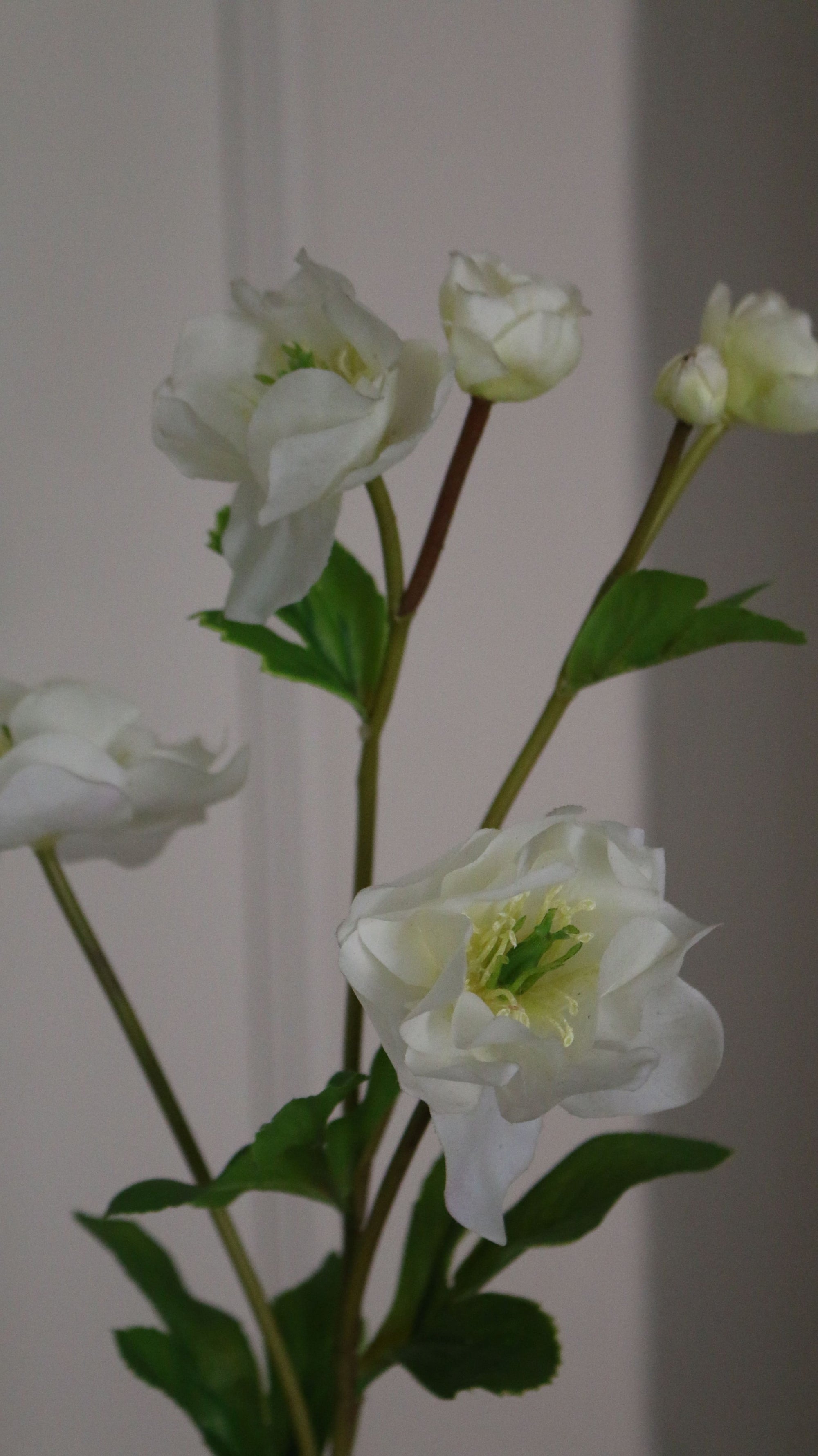 Helleborus Julerose