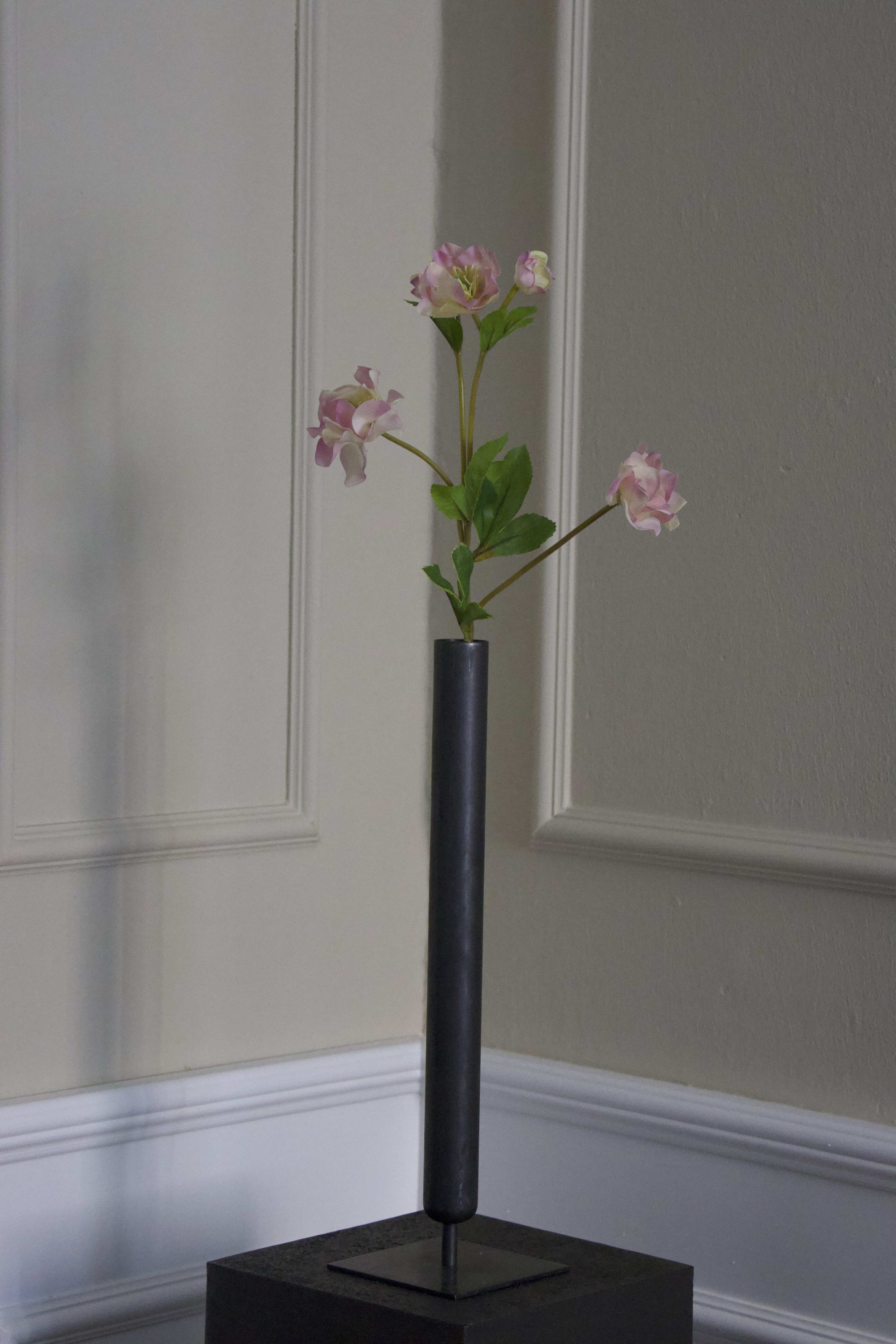 Helleborus Julerose