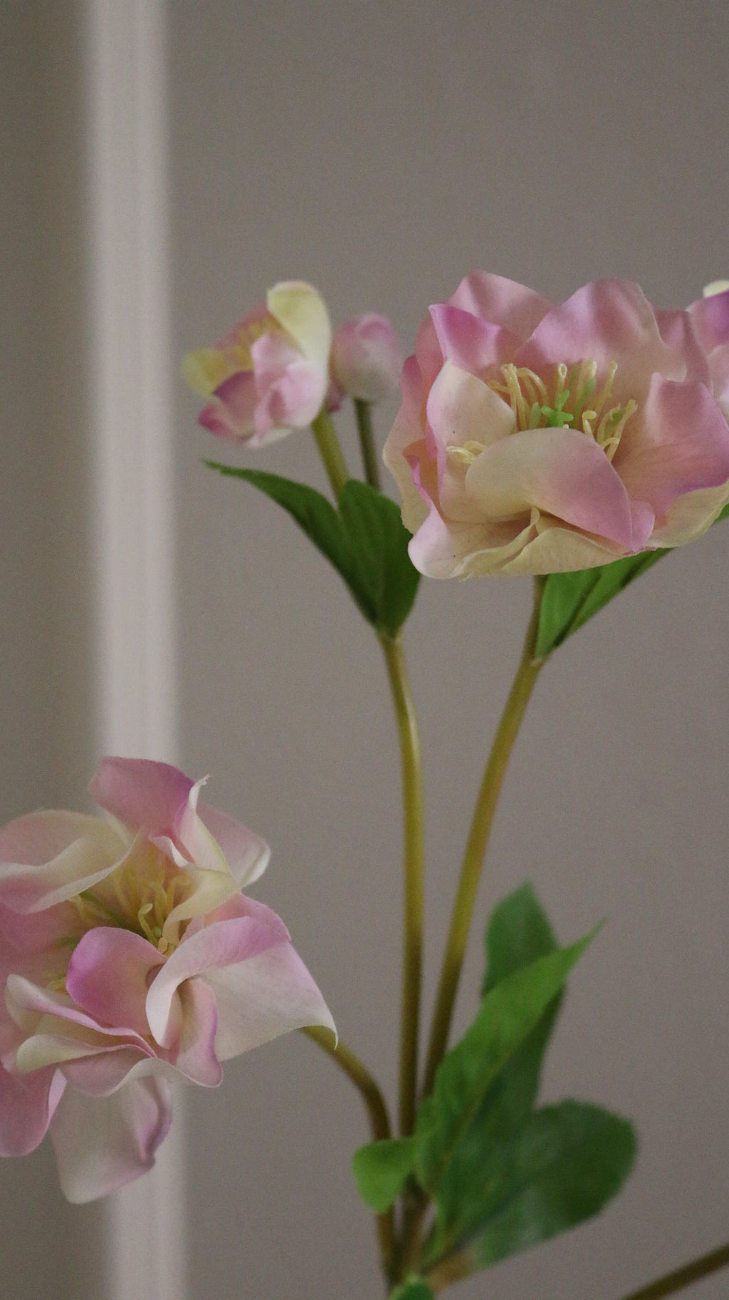 Helleborus Julerose