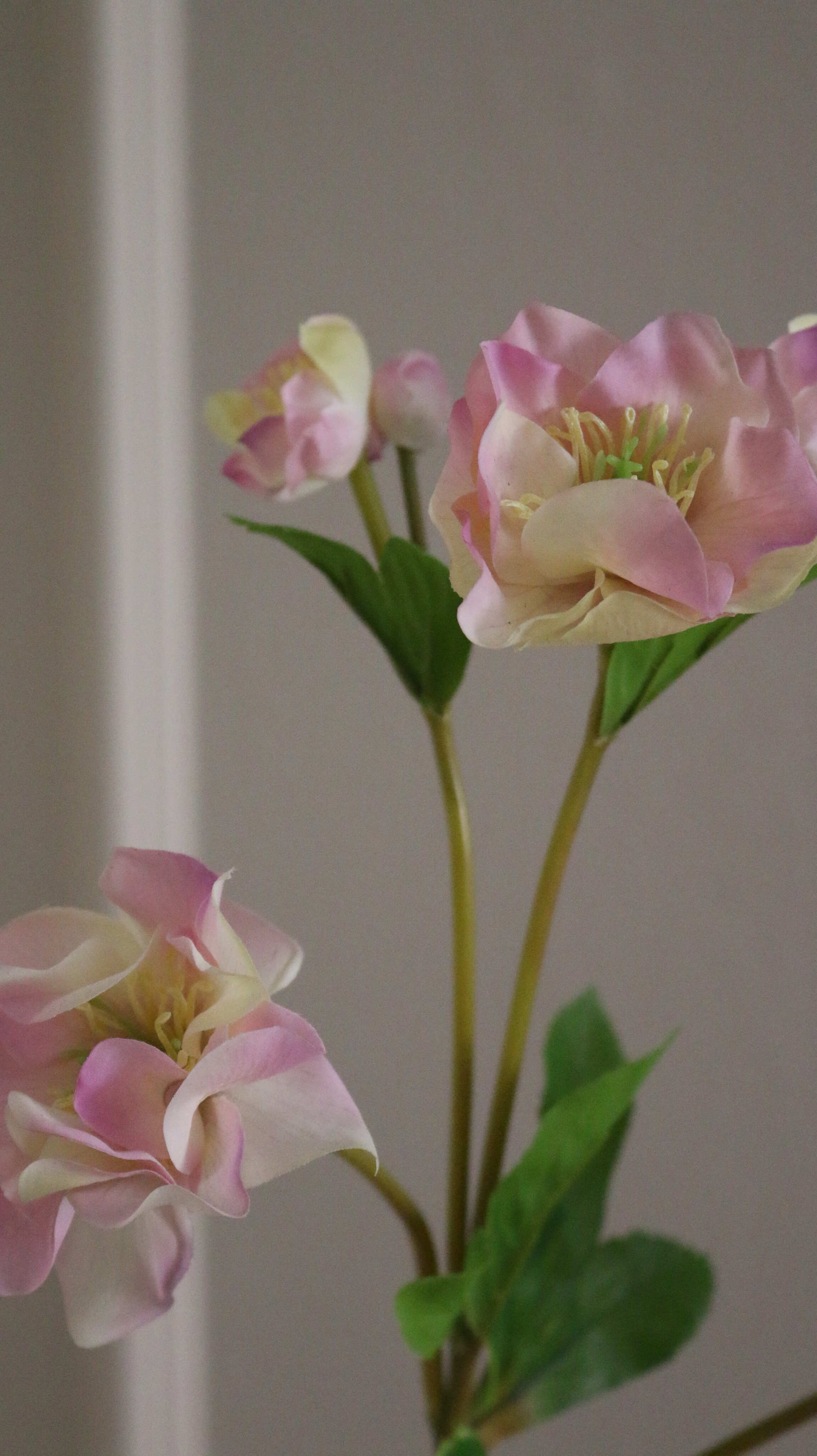 Helleborus Julerose