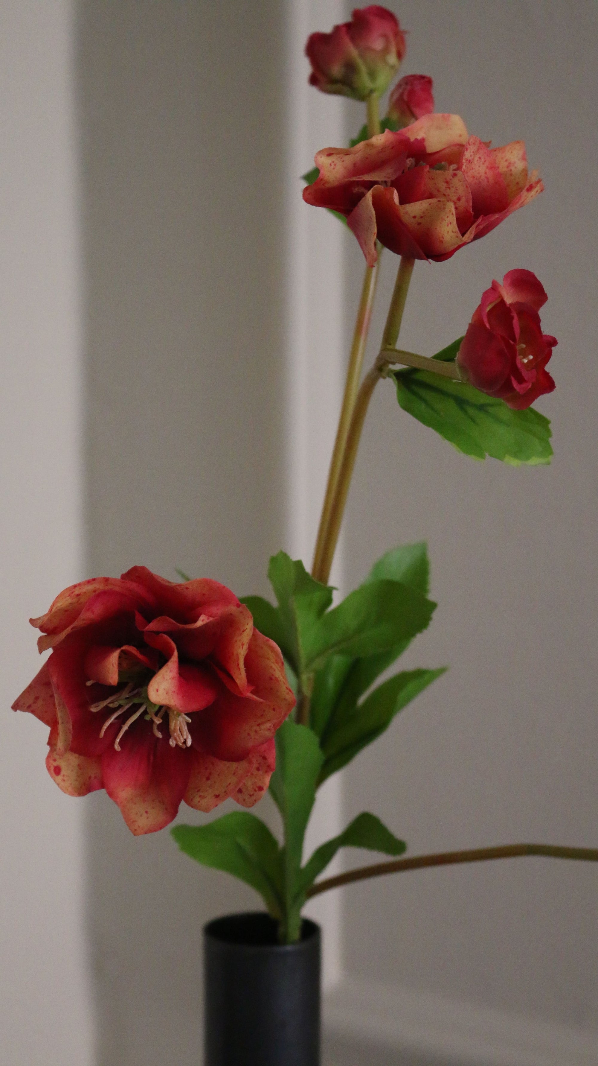 Helleborus Julerose