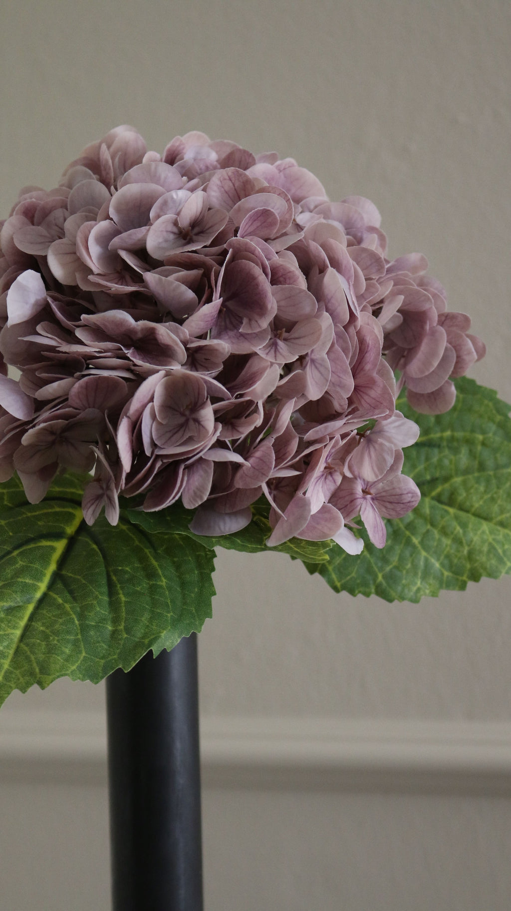 Hortensia
