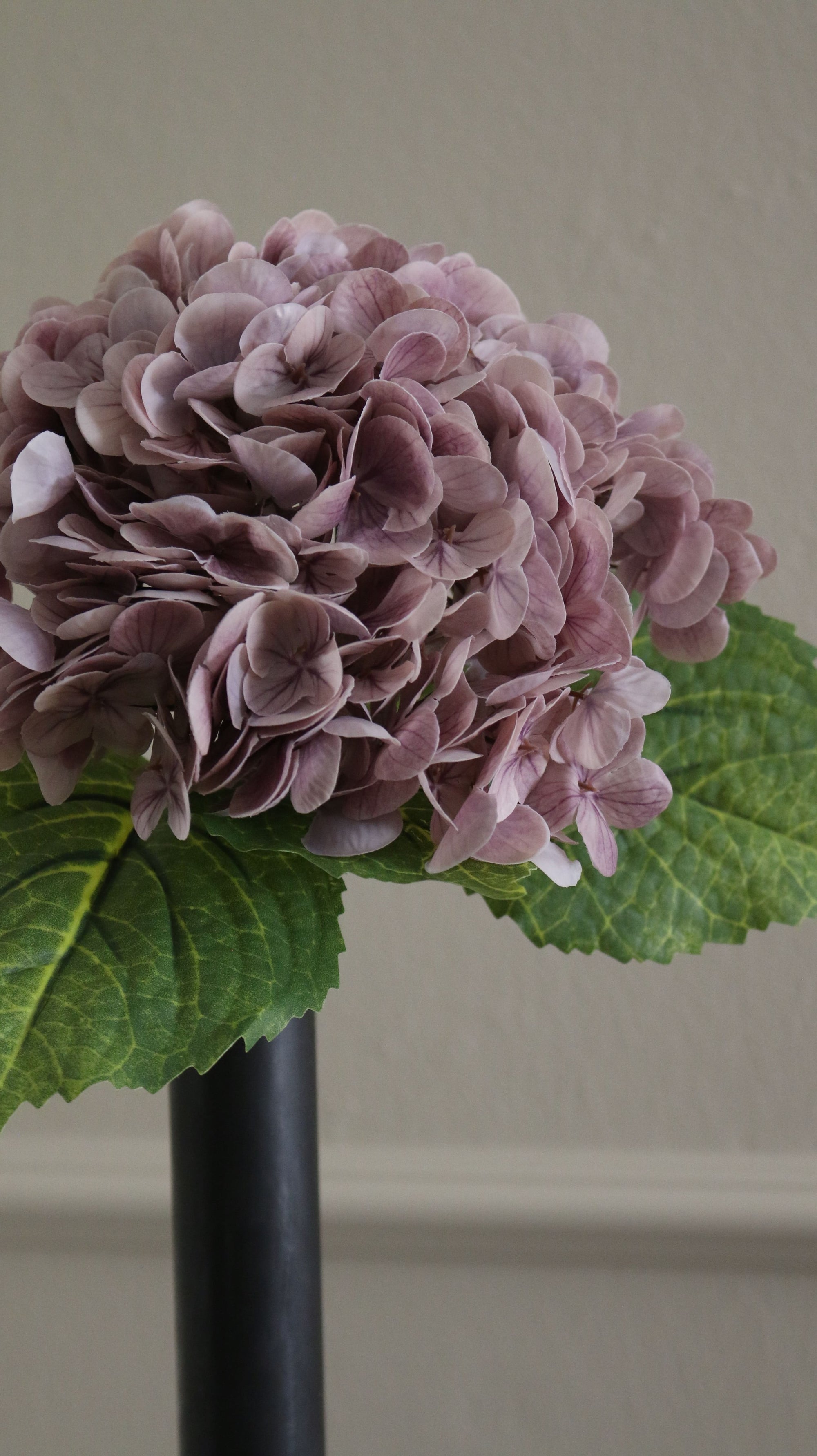 Hortensia