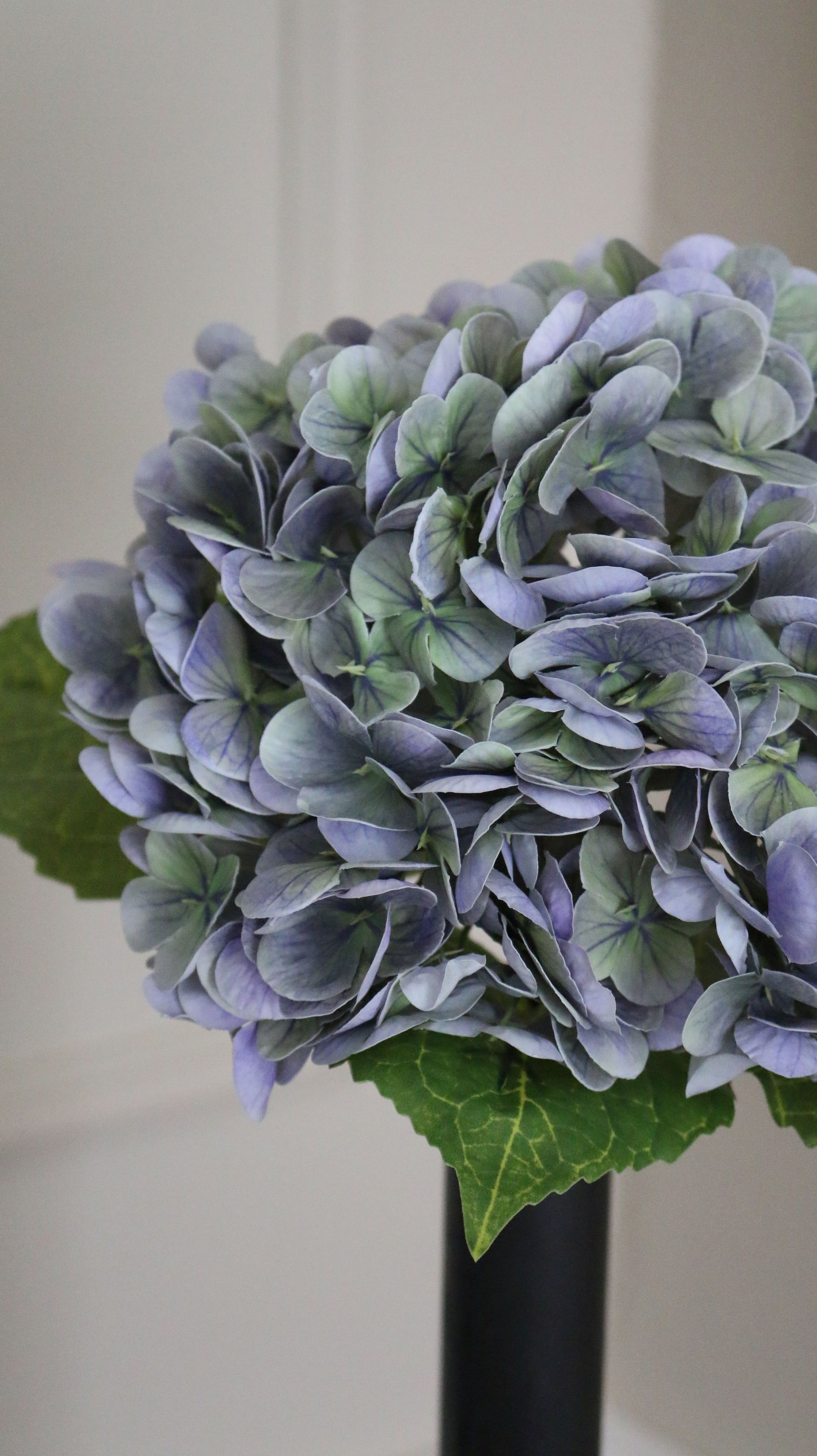 Hortensia