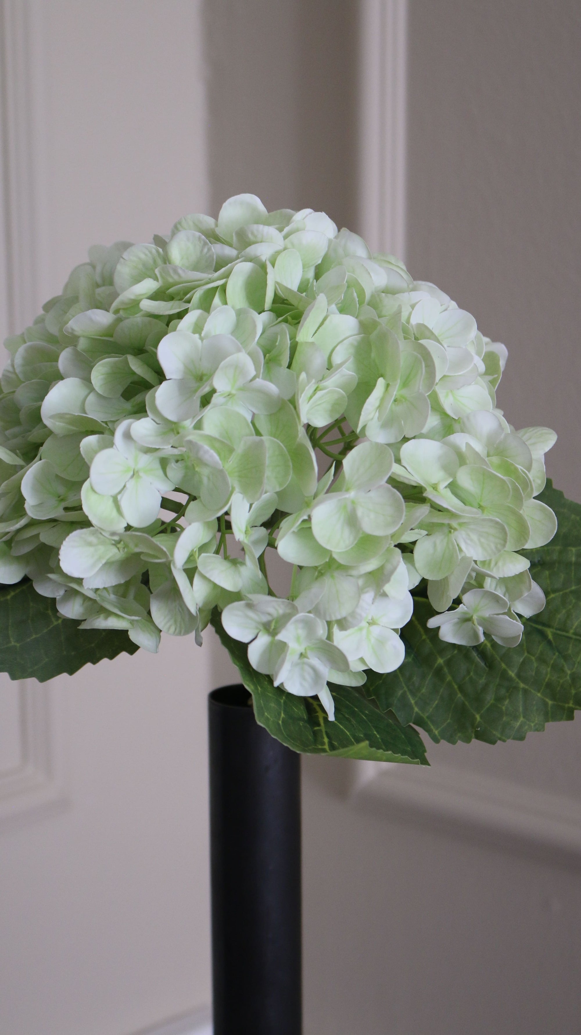 Hortensia