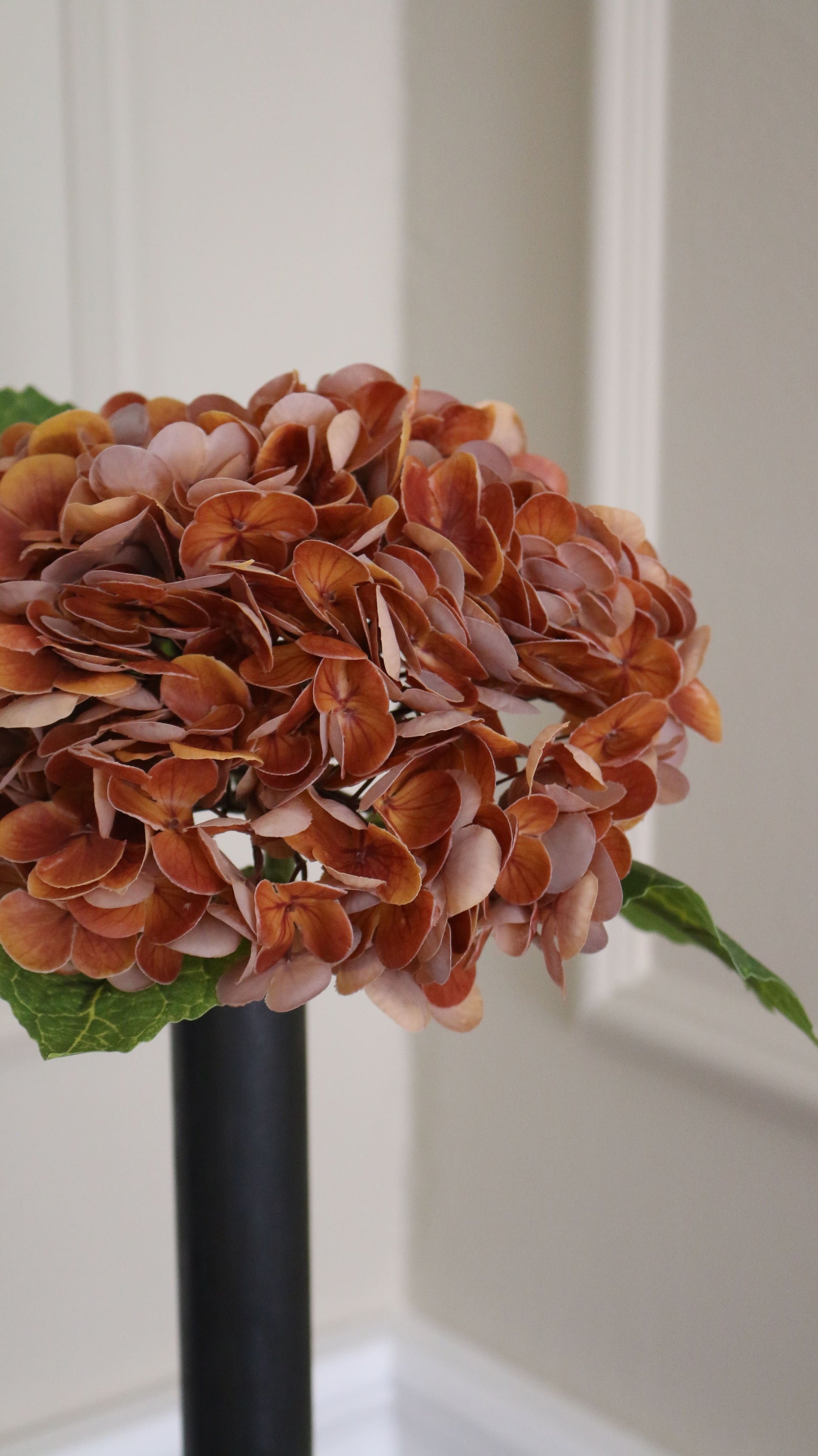 Hortensia