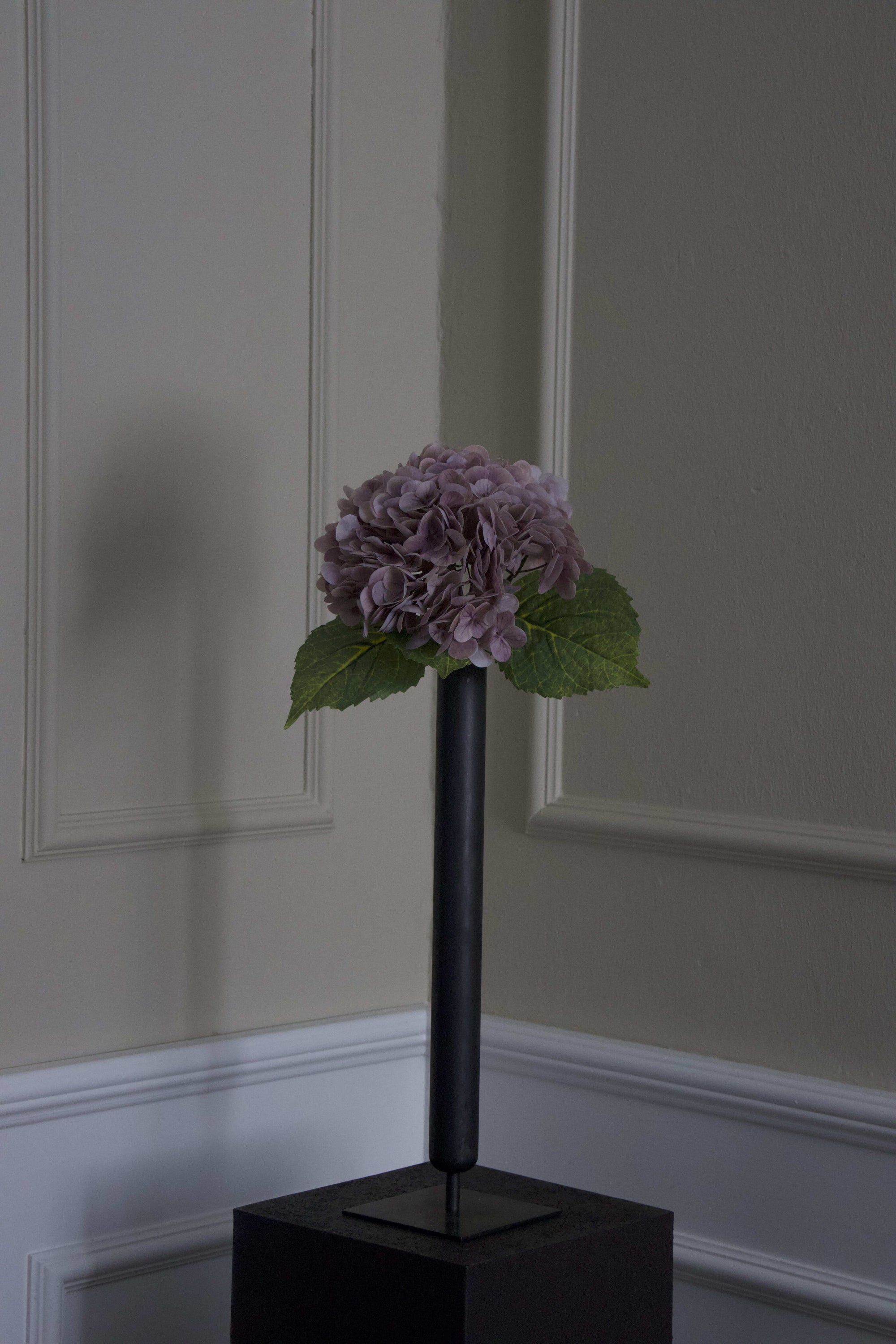 Hortensia