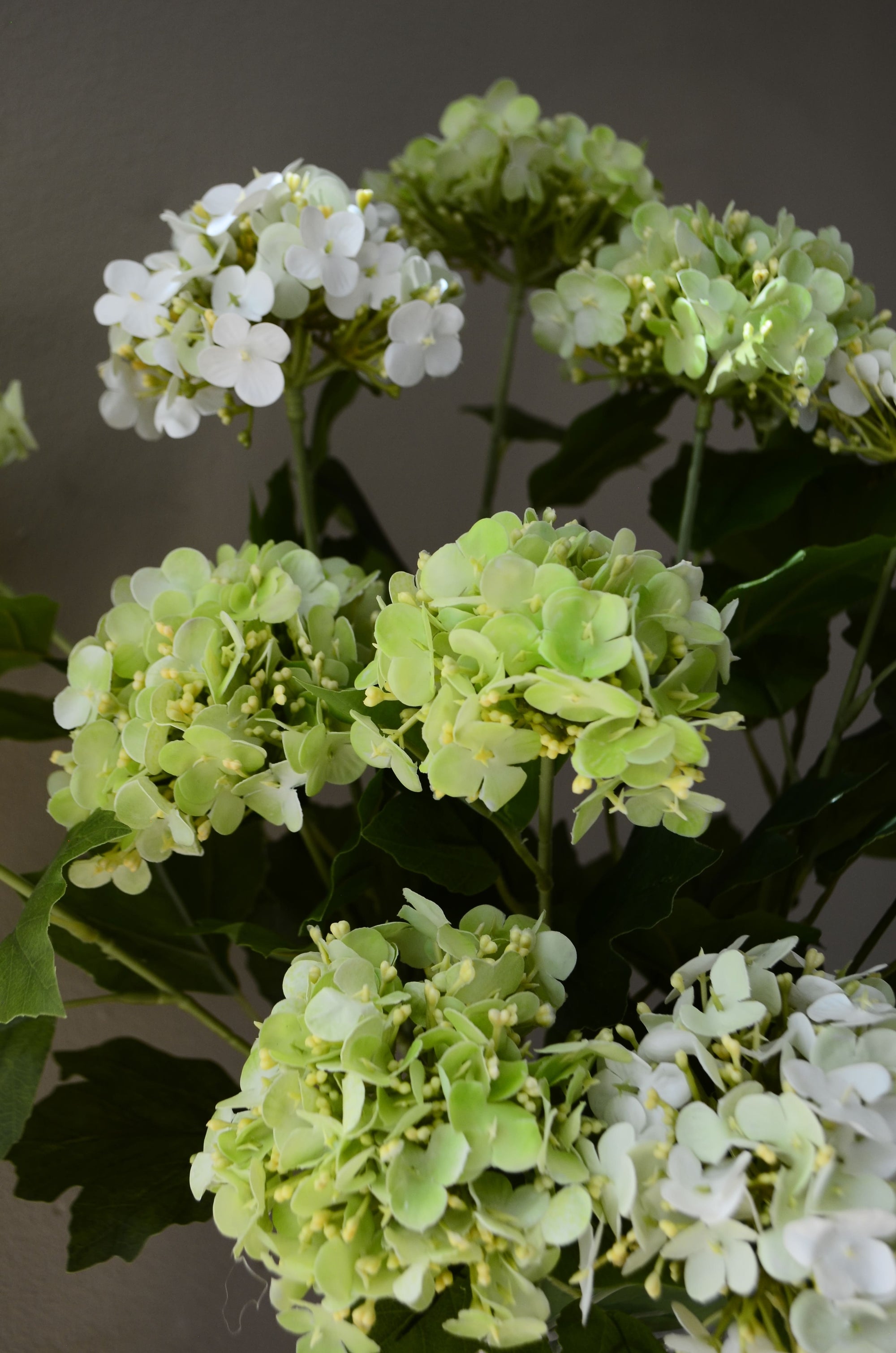 Hydrangea Mist