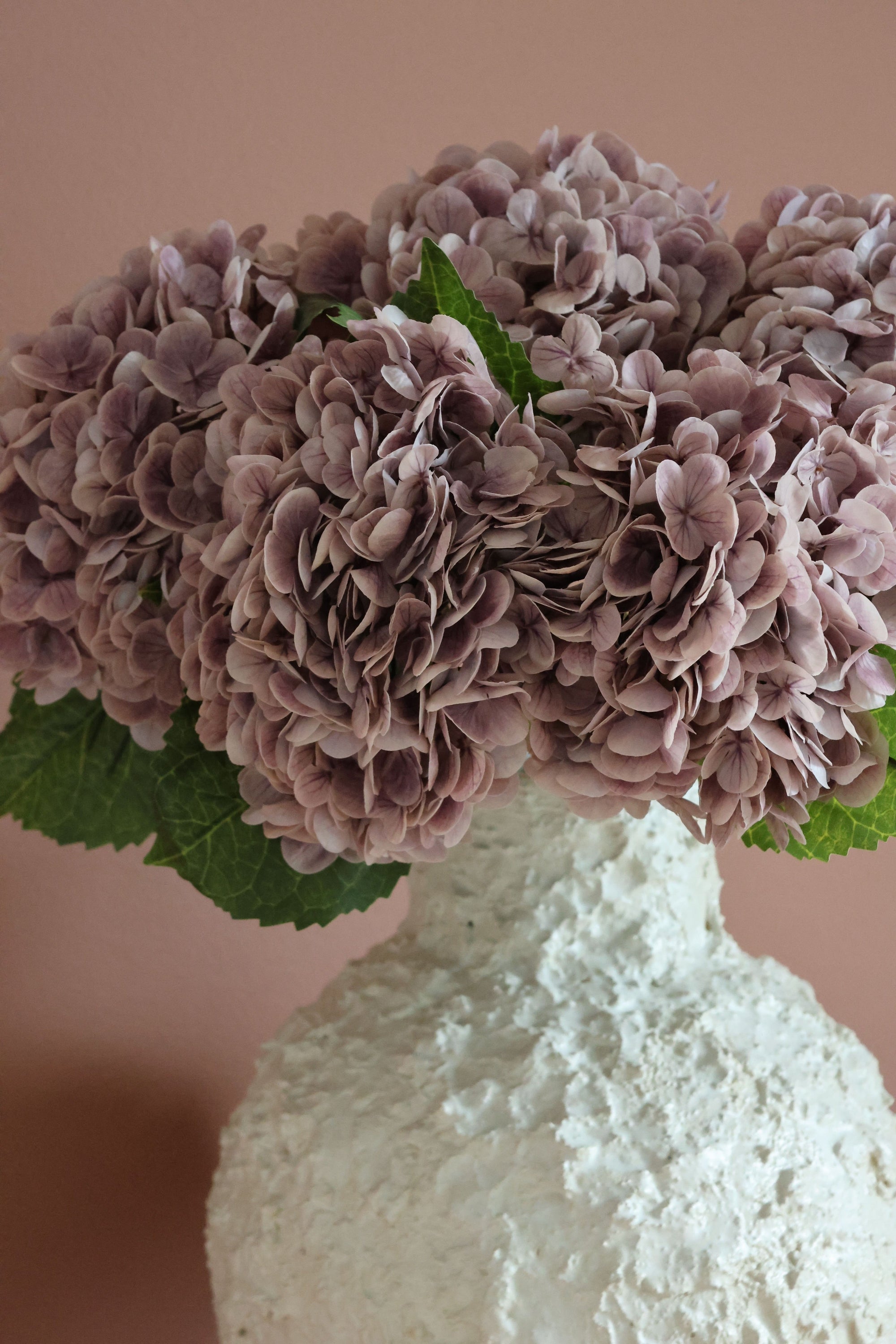 Hydrangea Lover