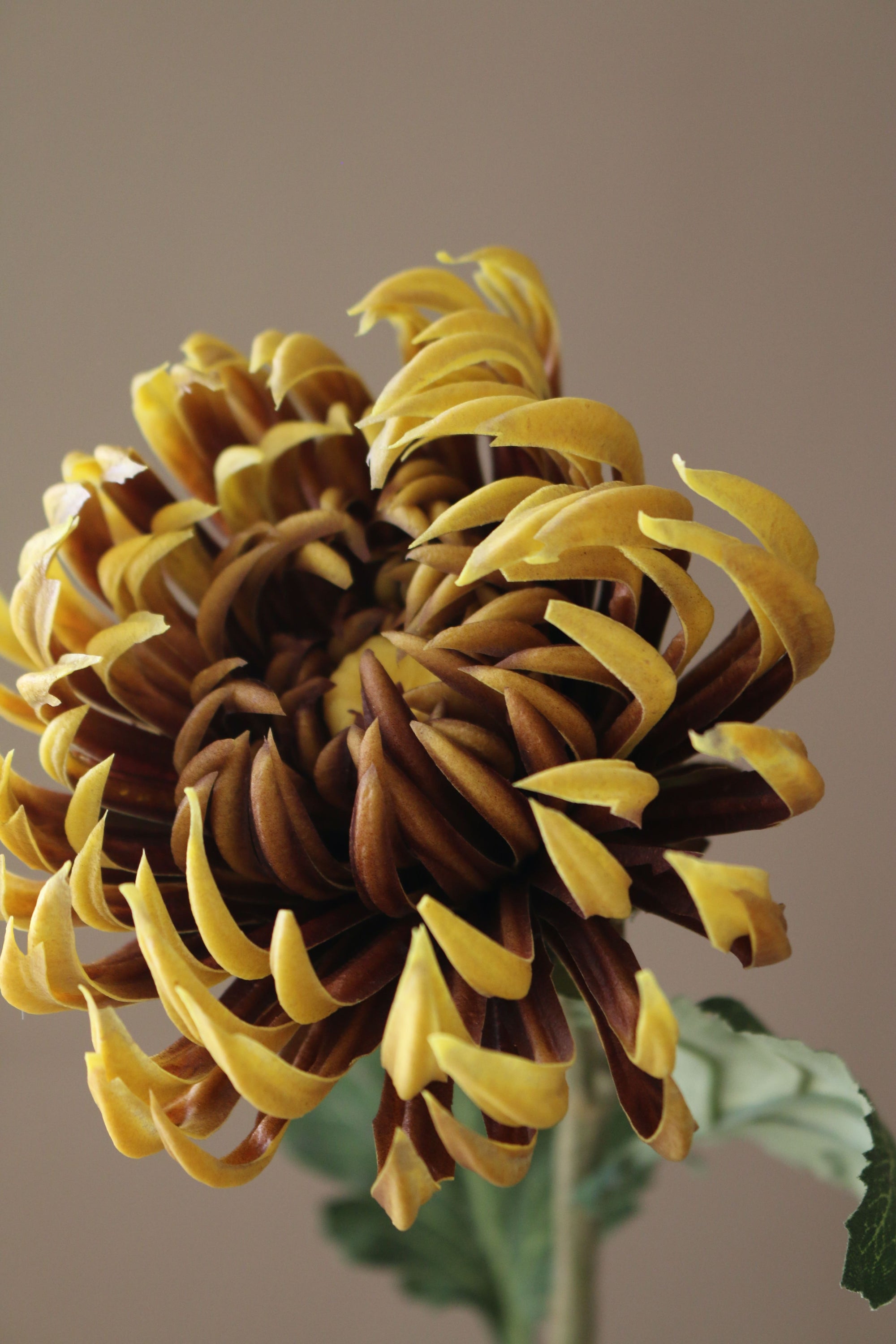 Kunstig Chrysanthemum
