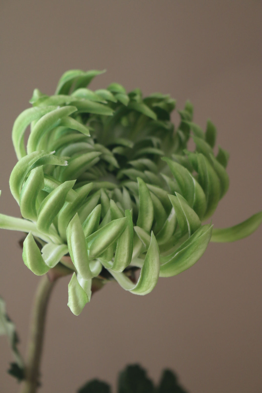 Kunstig Chrysanthemum