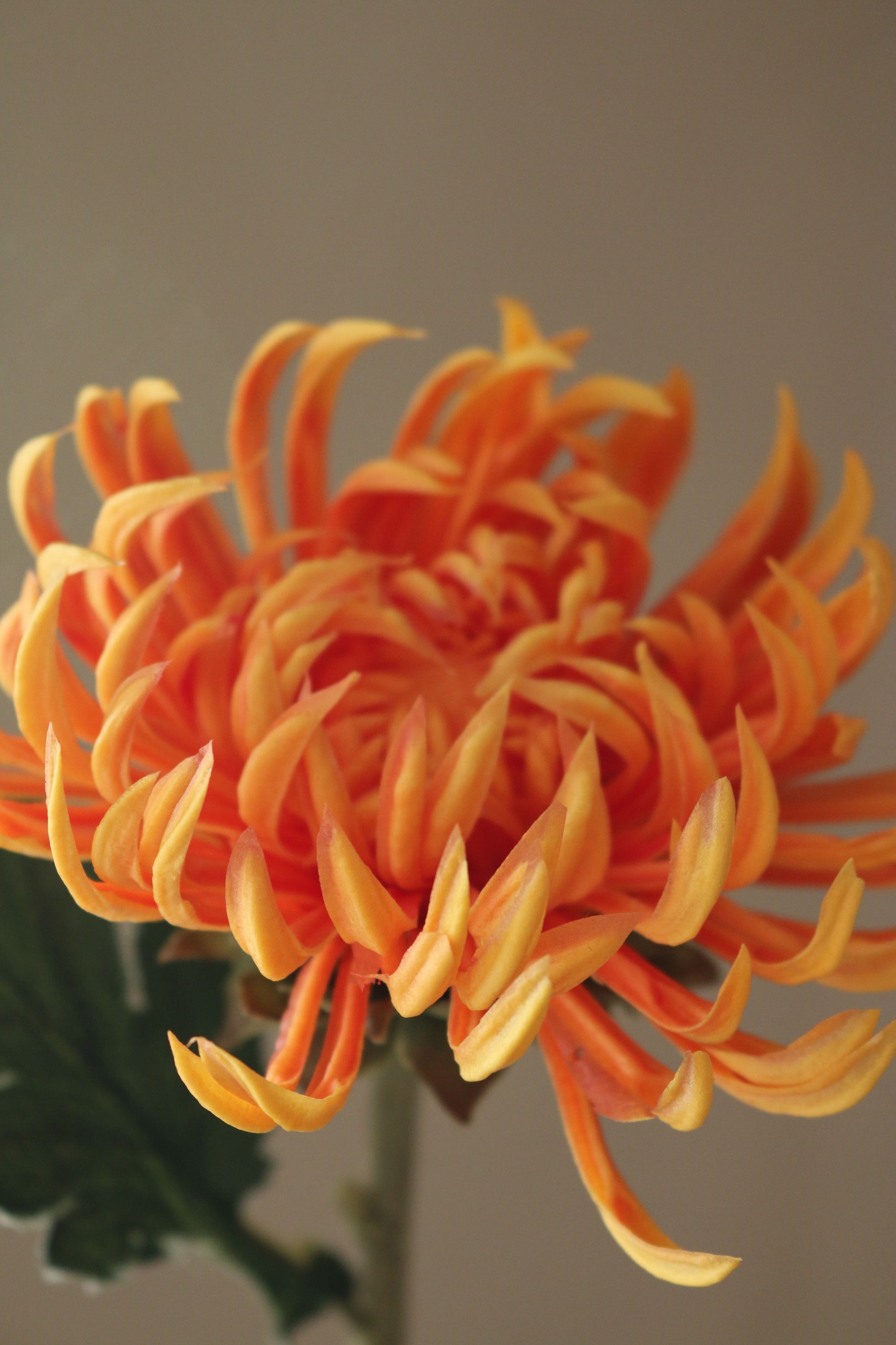 Kunstig Chrysanthemum