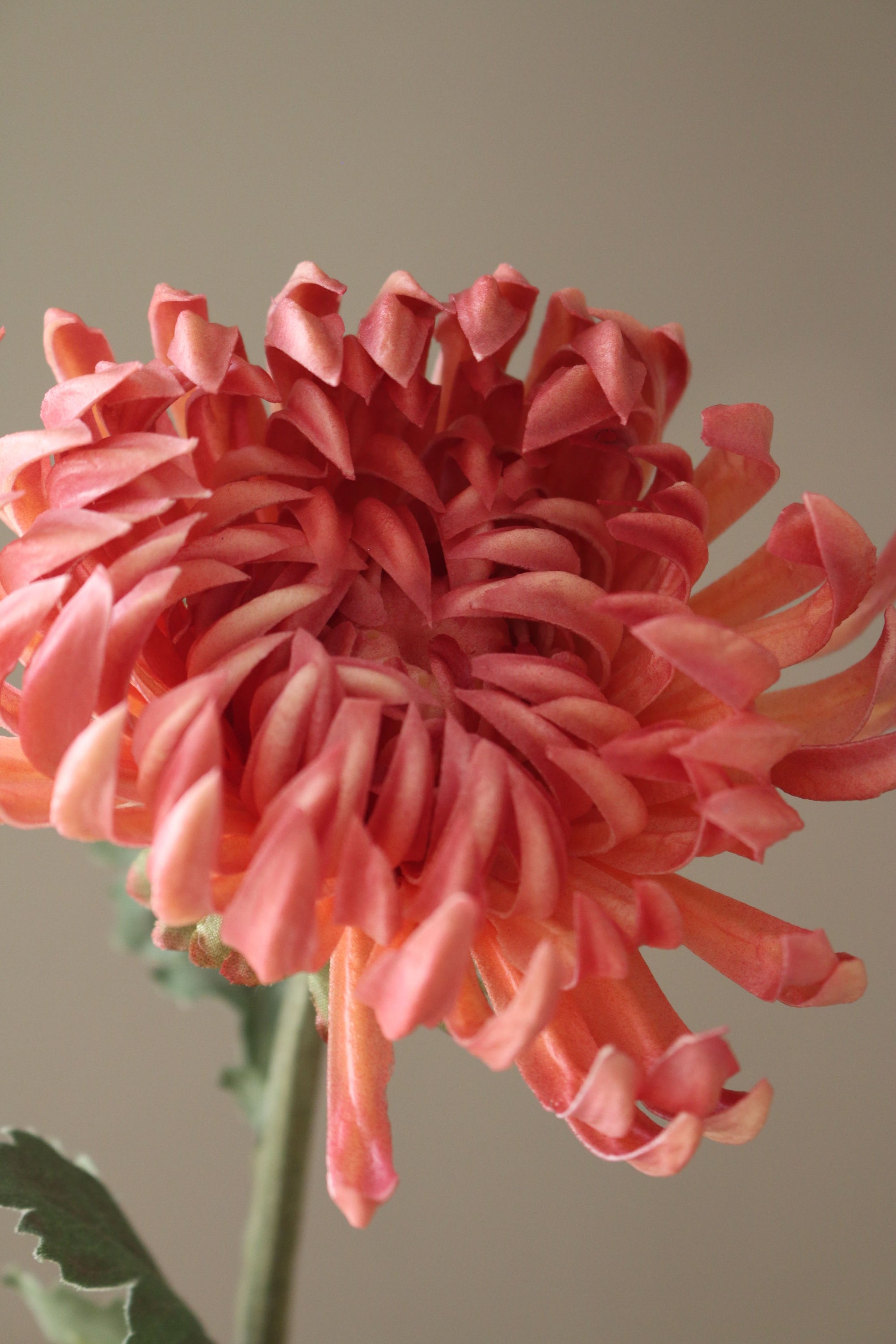 Kunstig Chrysanthemum