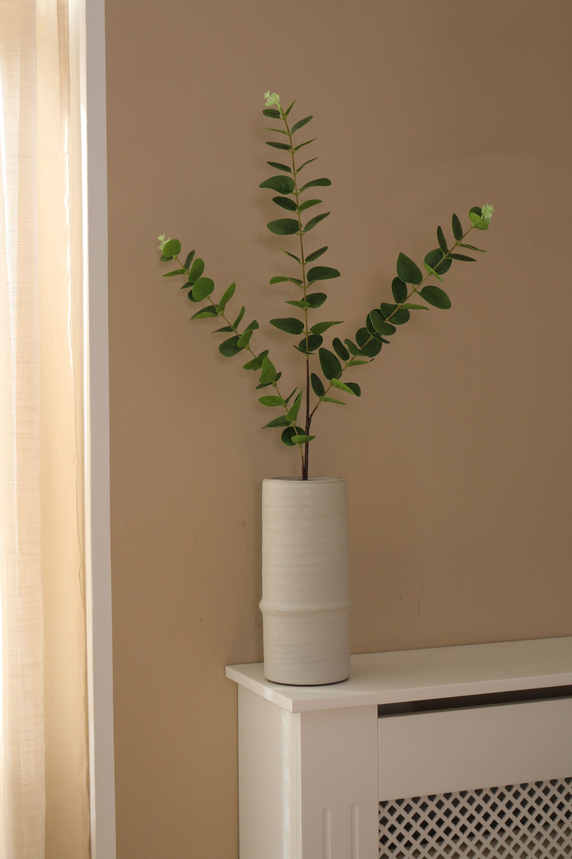 Eucalyptus