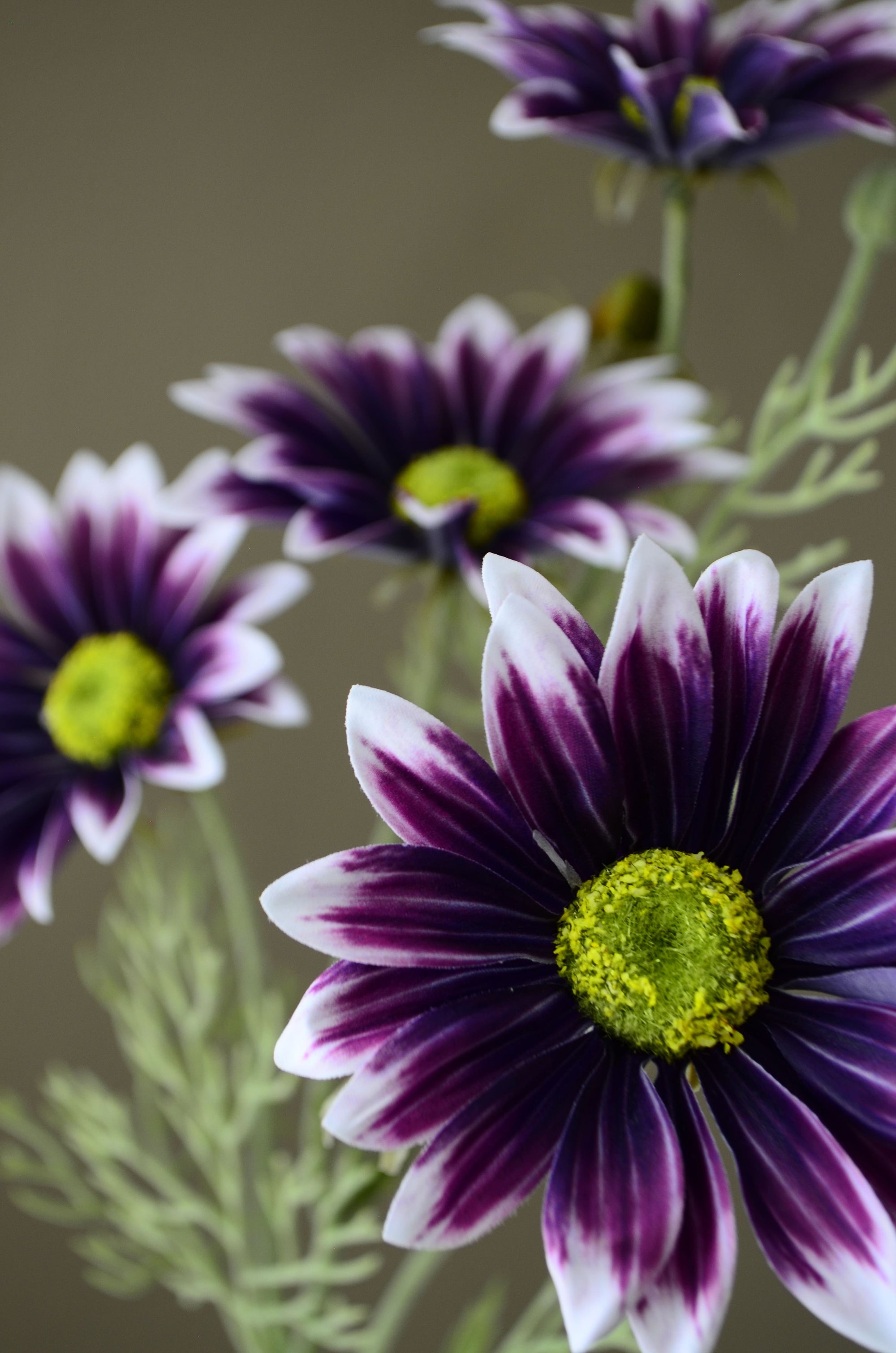Kunstig Marguerit