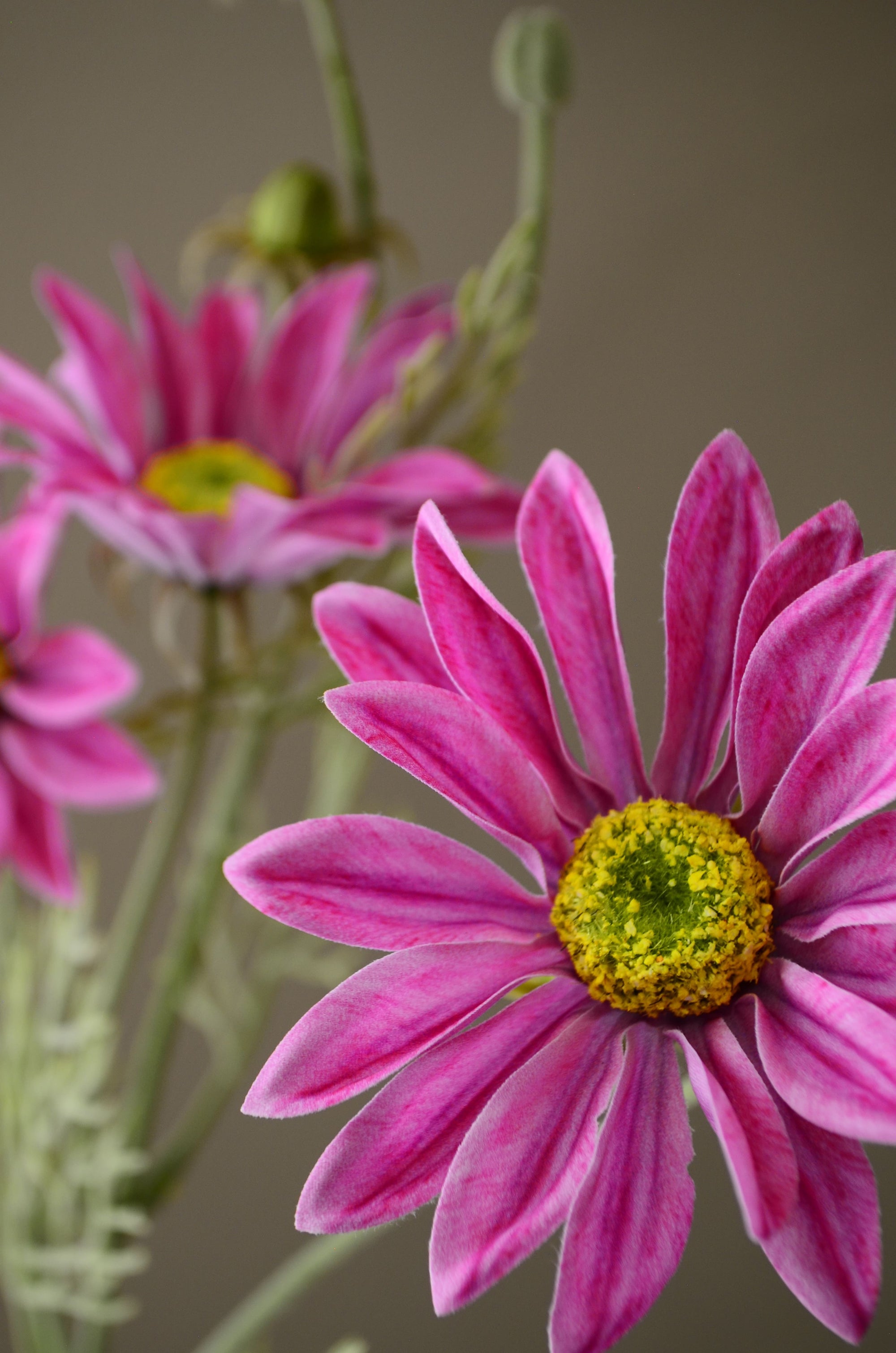 Kunstig Marguerit