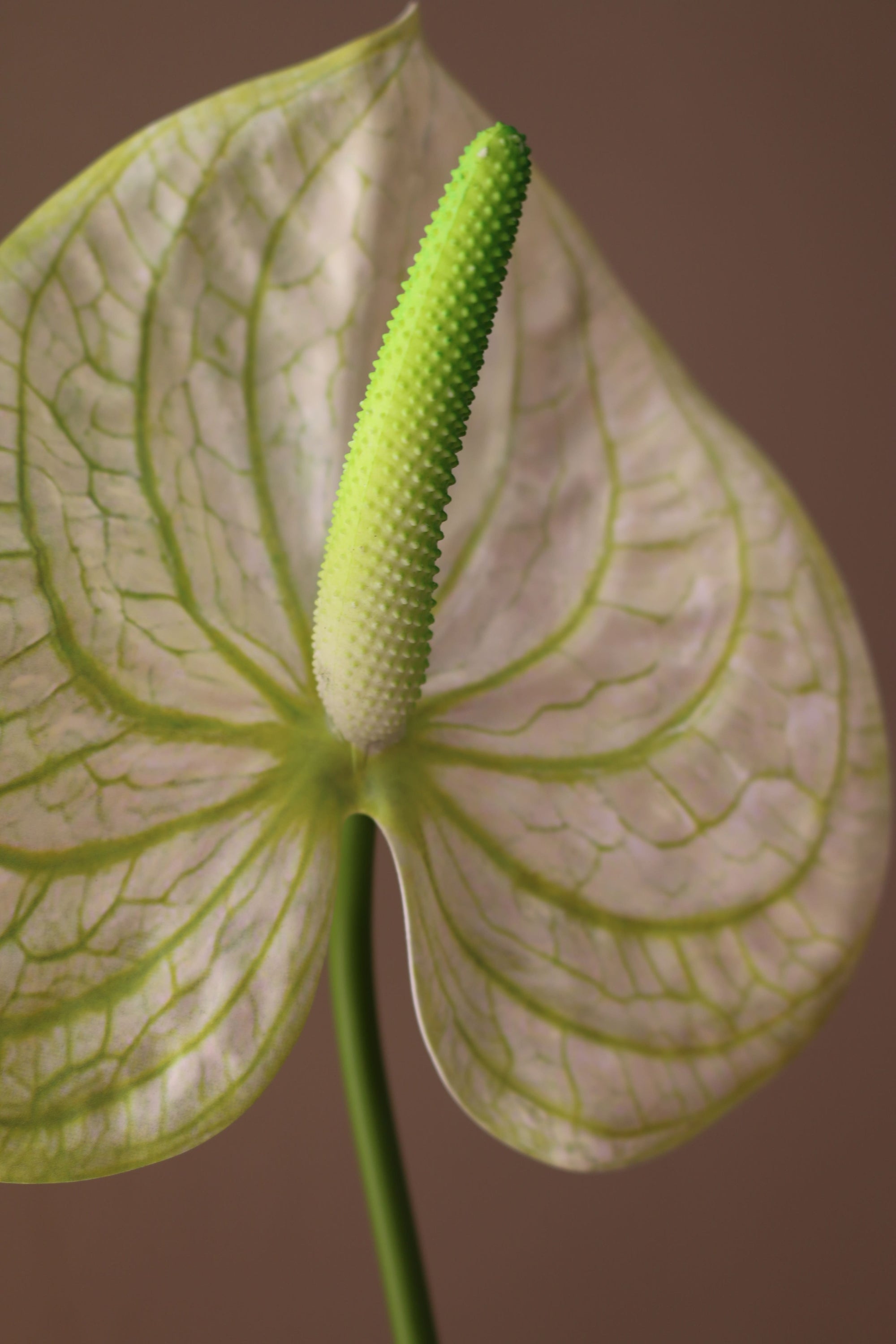 Kunstig Hjerte Anthurium