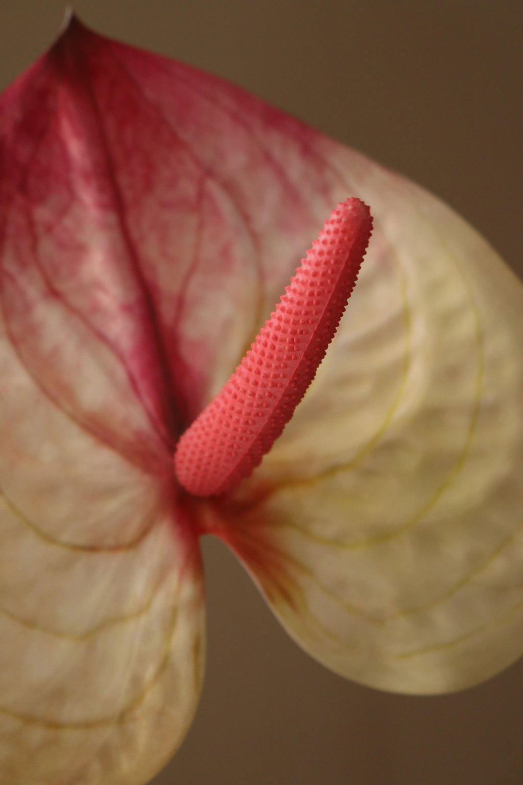 Kunstig Hjerte Anthurium