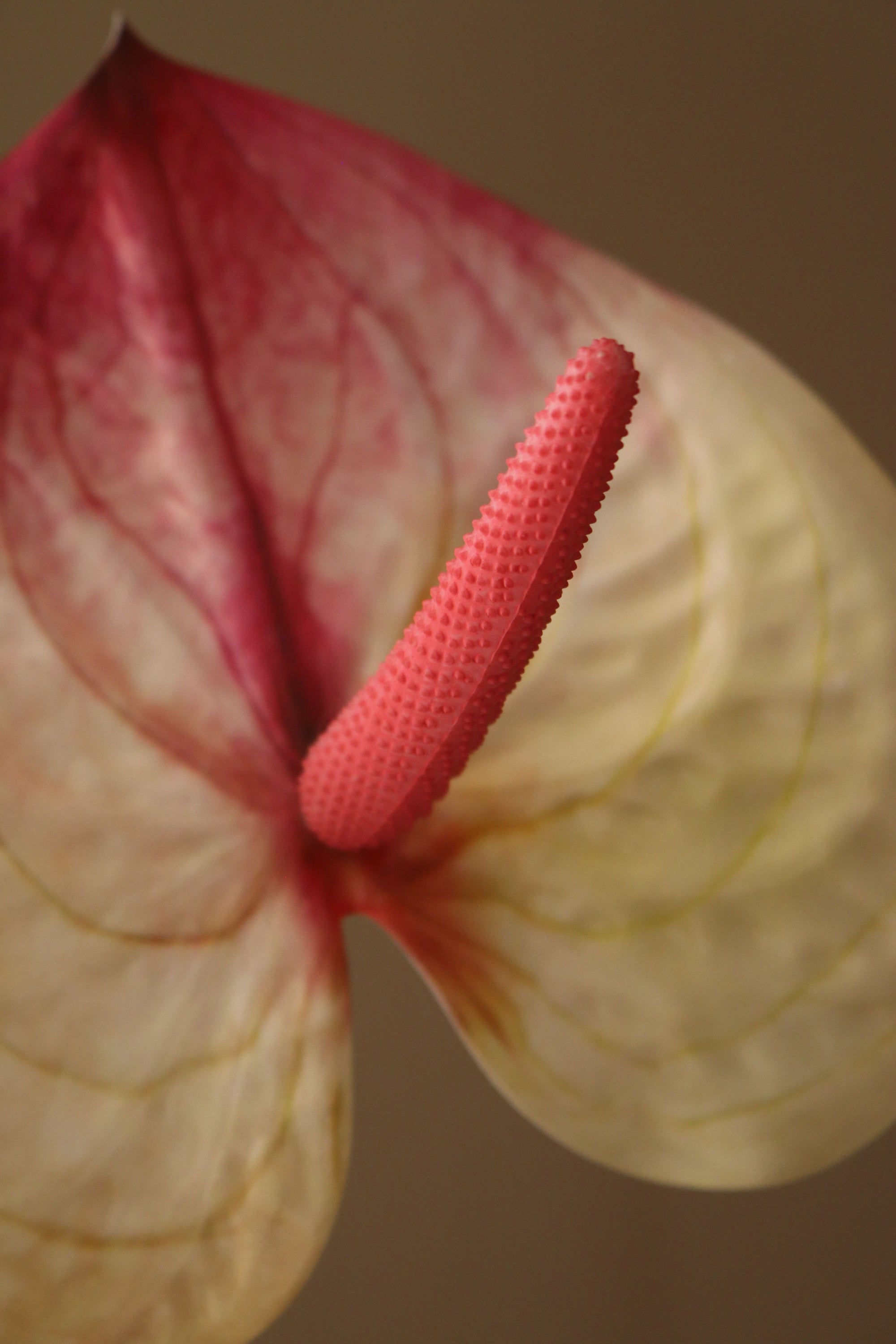 Kunstig Hjerte Anthurium