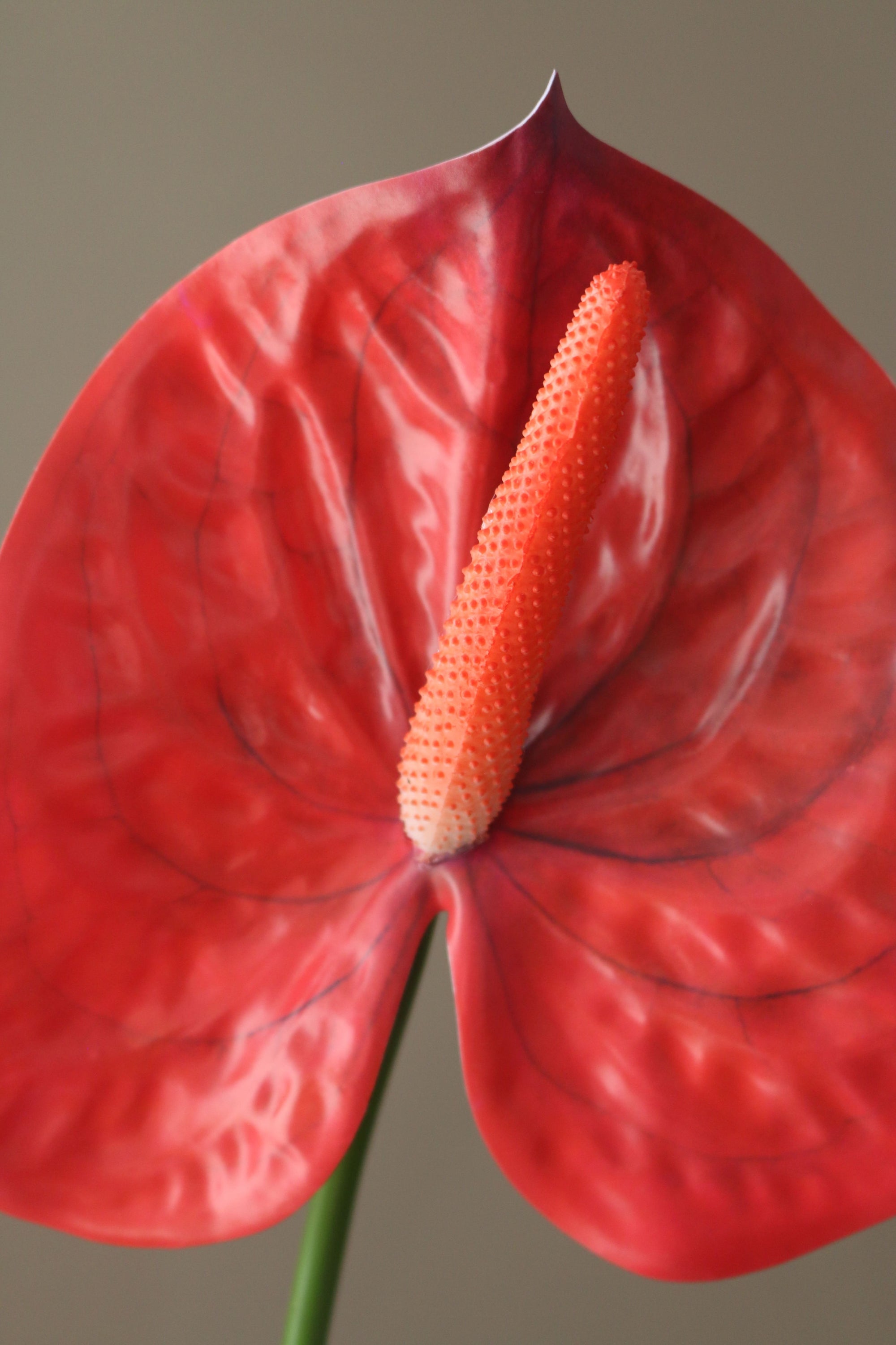 Kunstig Hjerte Anthurium
