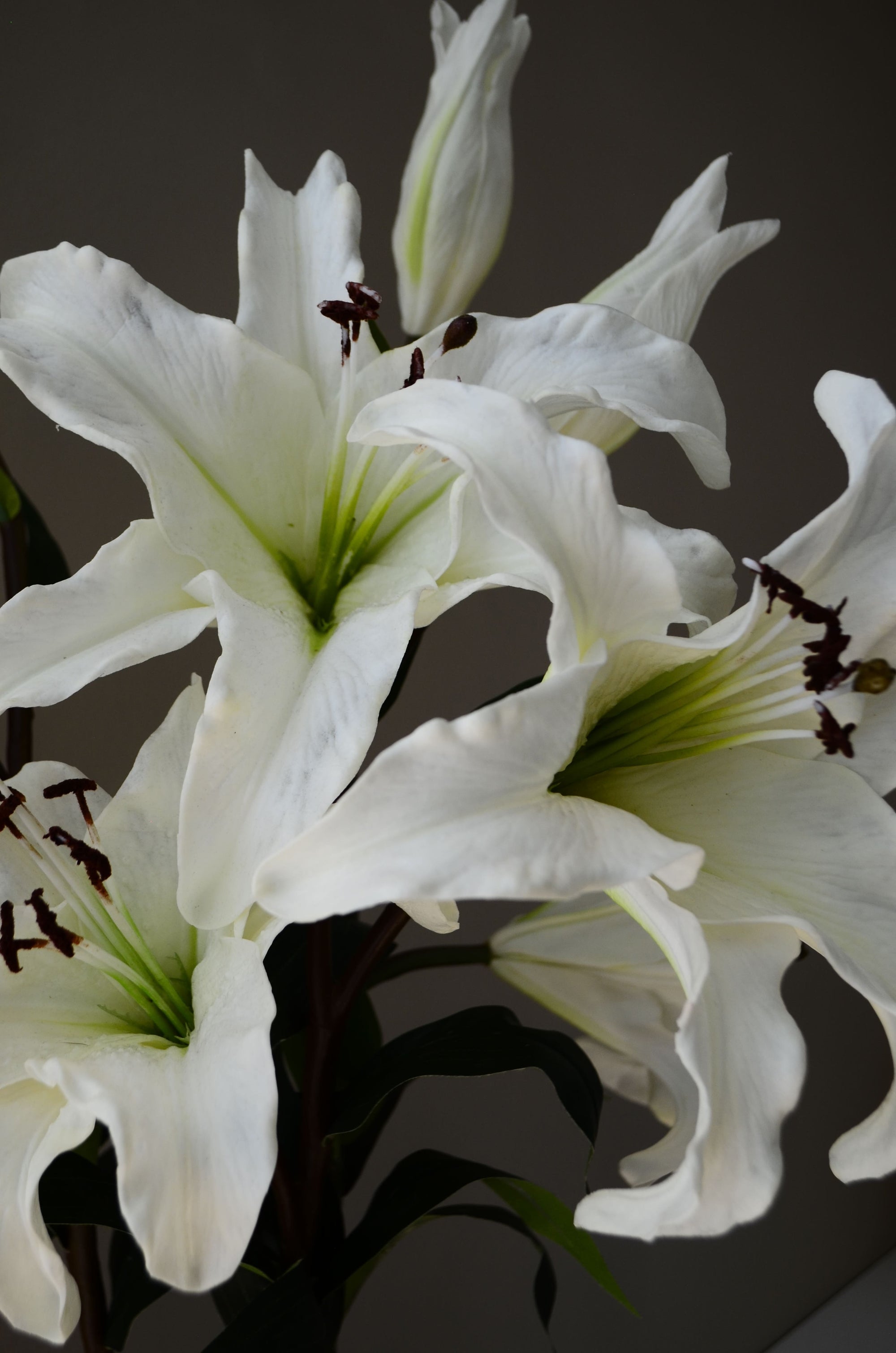 White Lily Affair