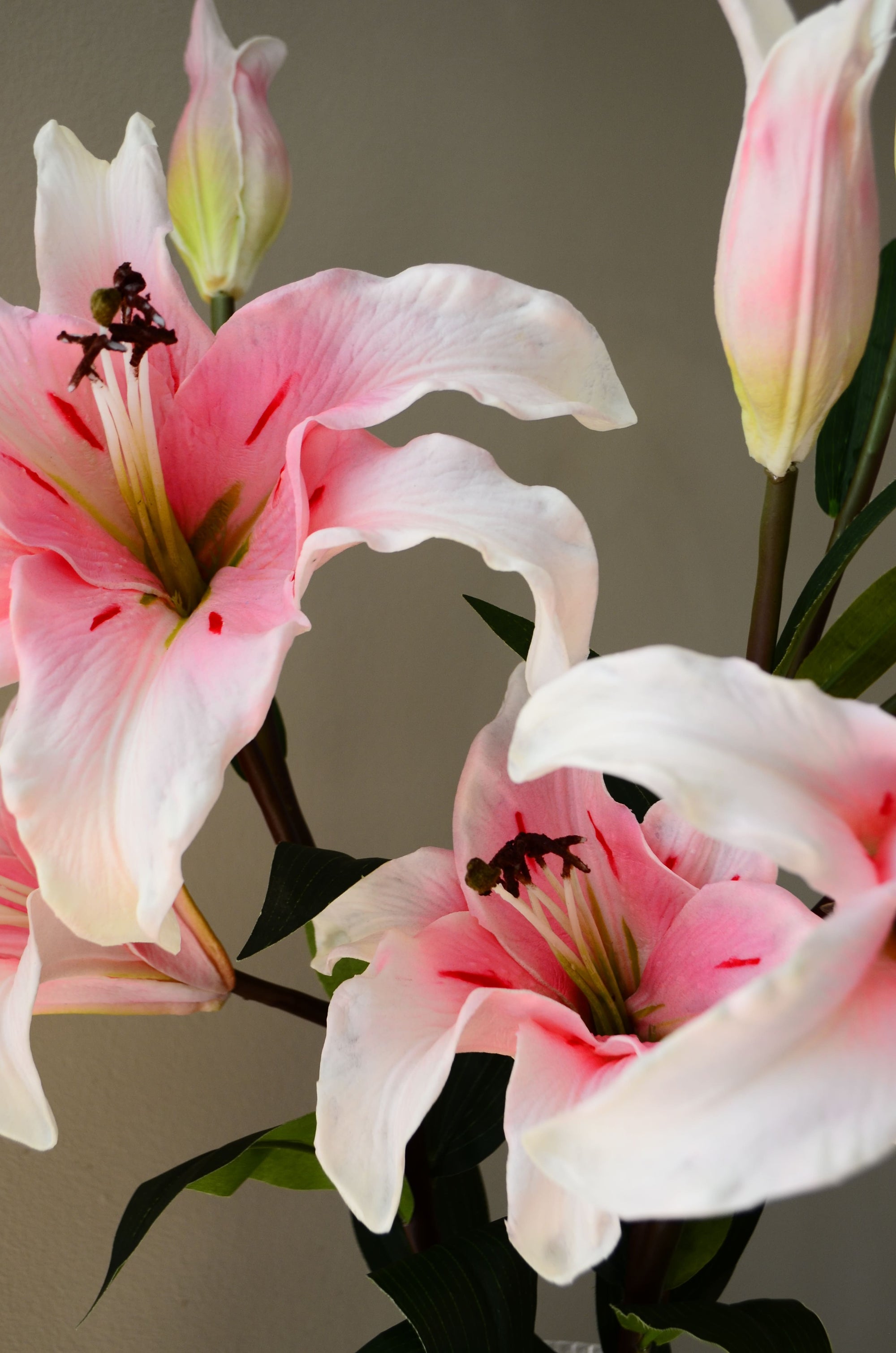 Pink Lily Affair