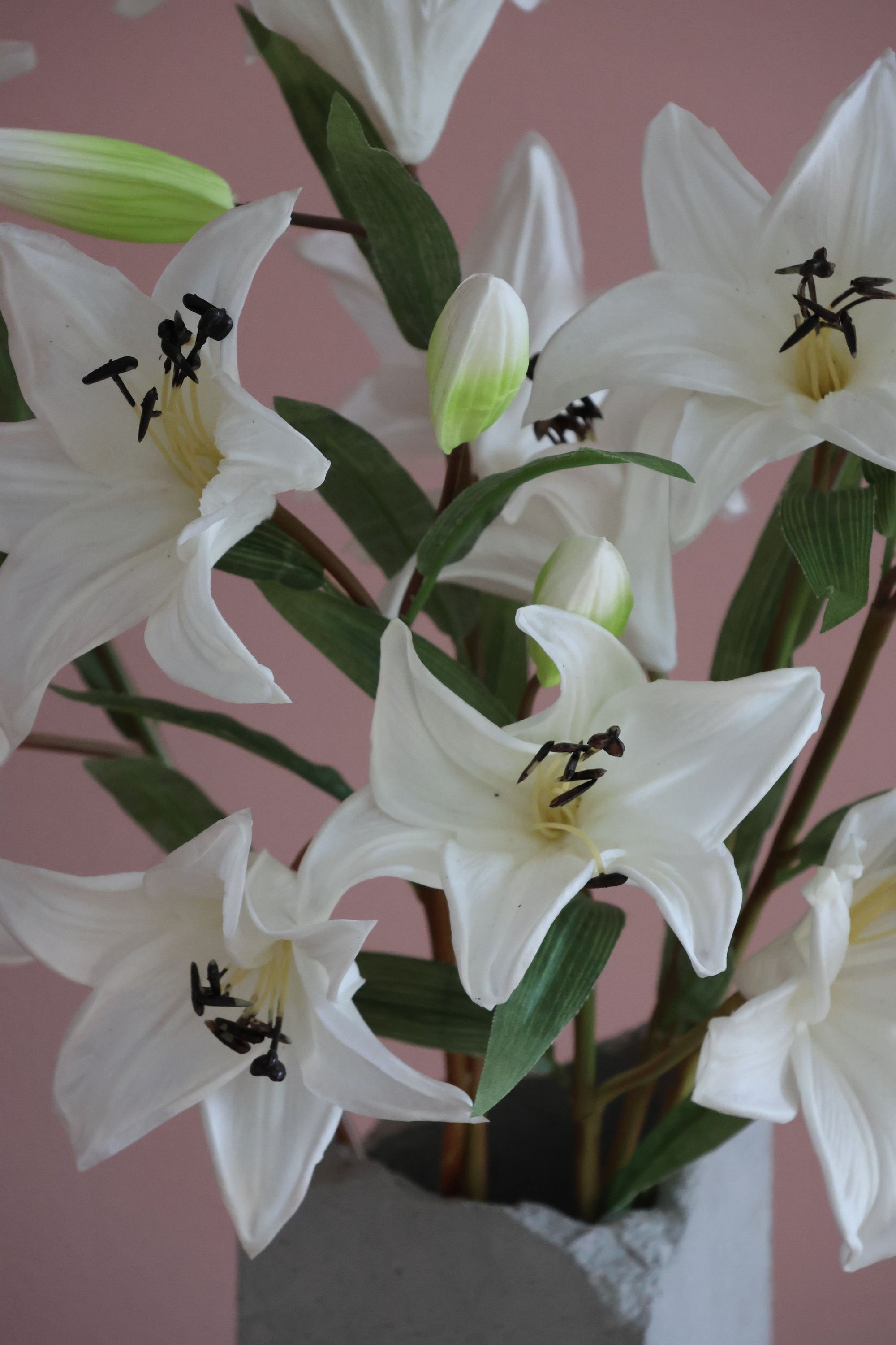Lily Lover