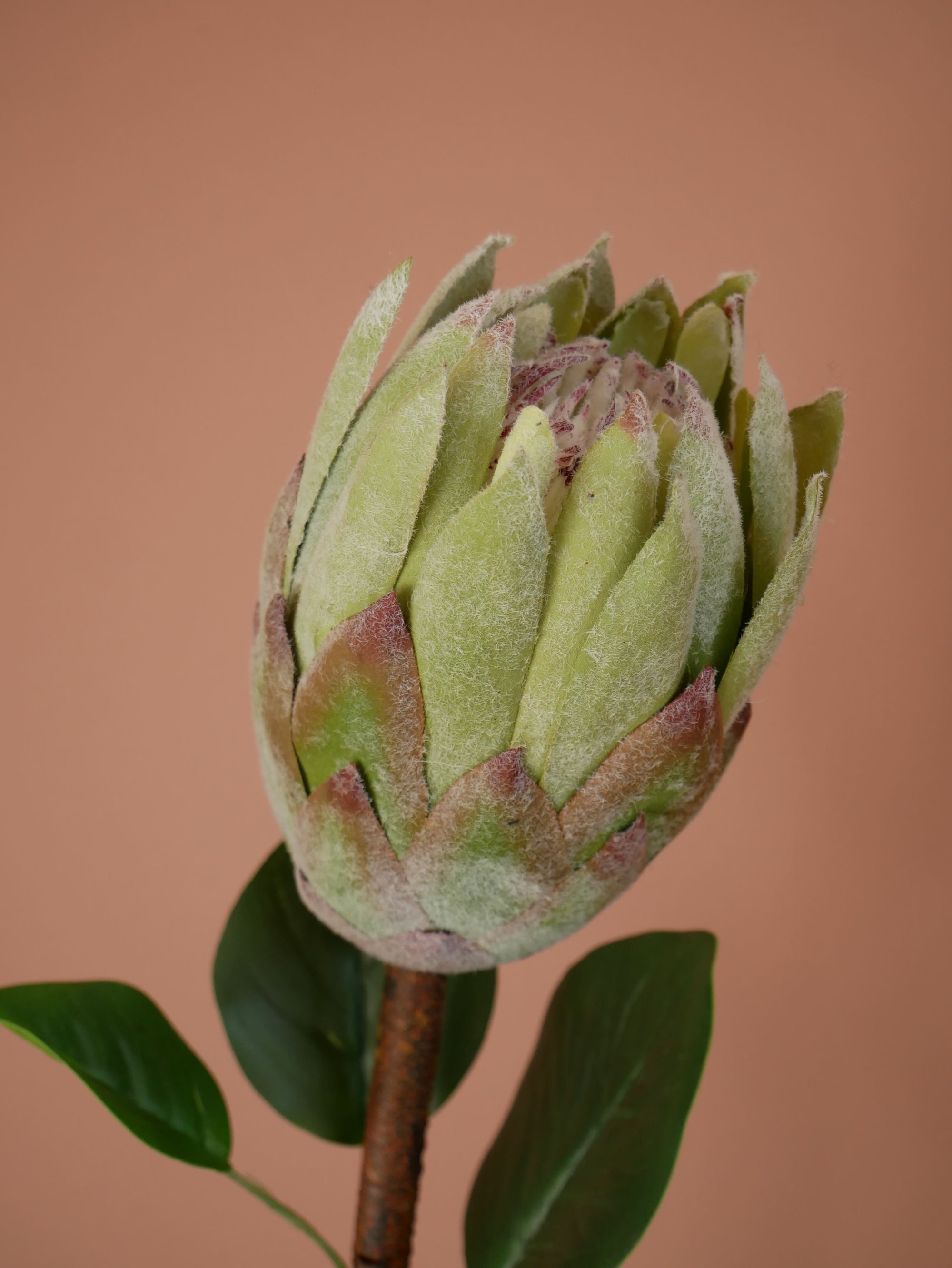 Protea