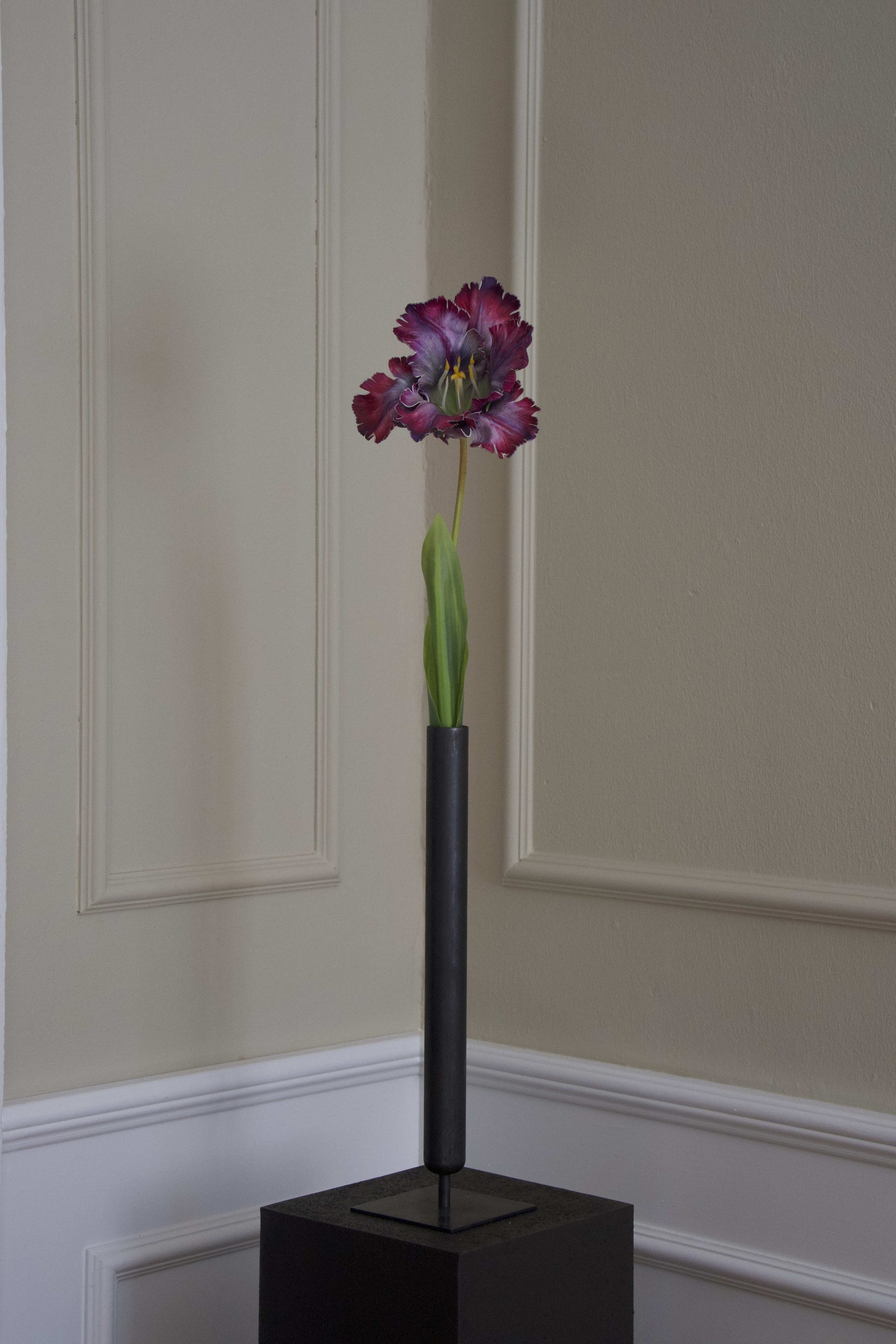 Papegøje Tulipan