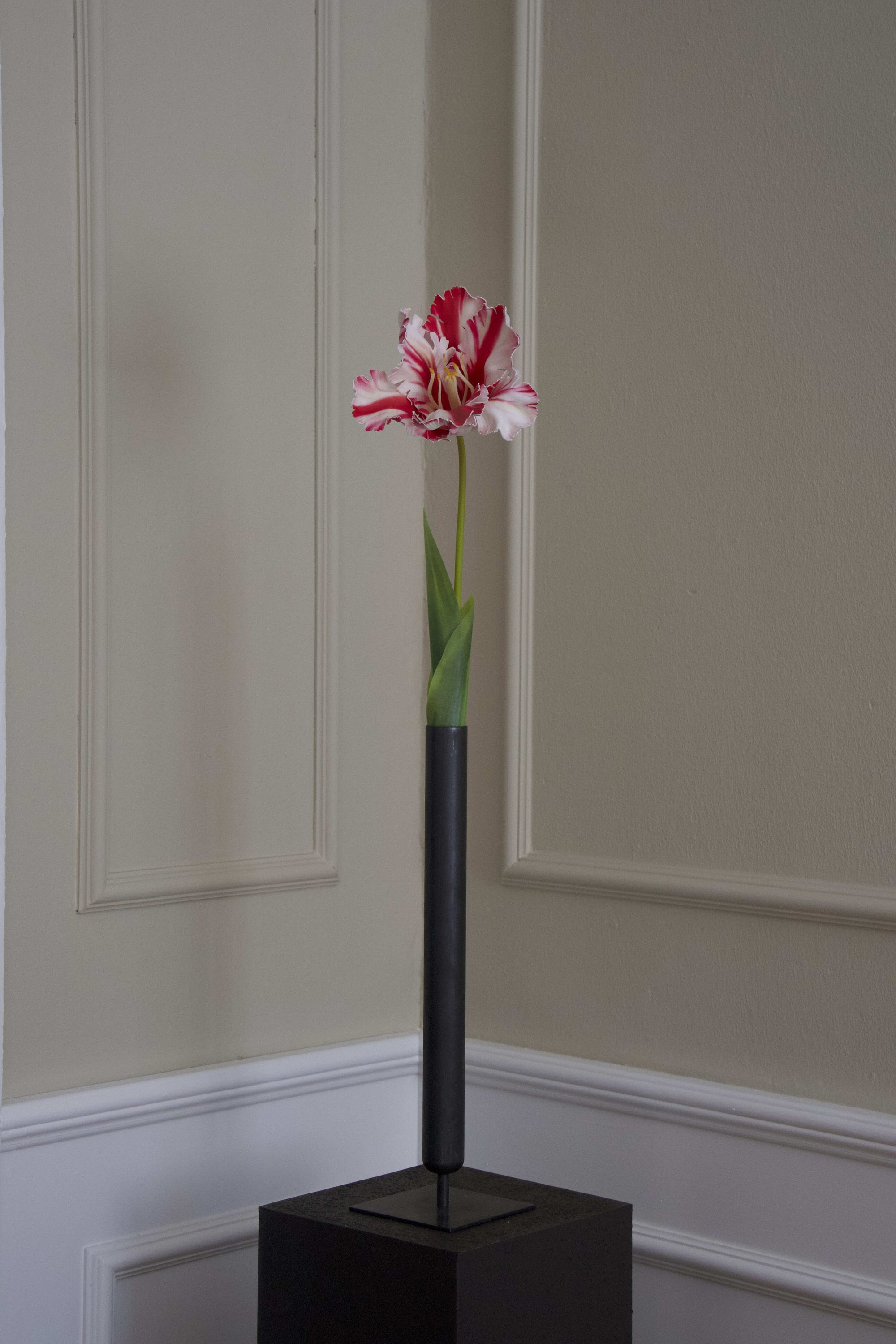 Papegøje Tulipan