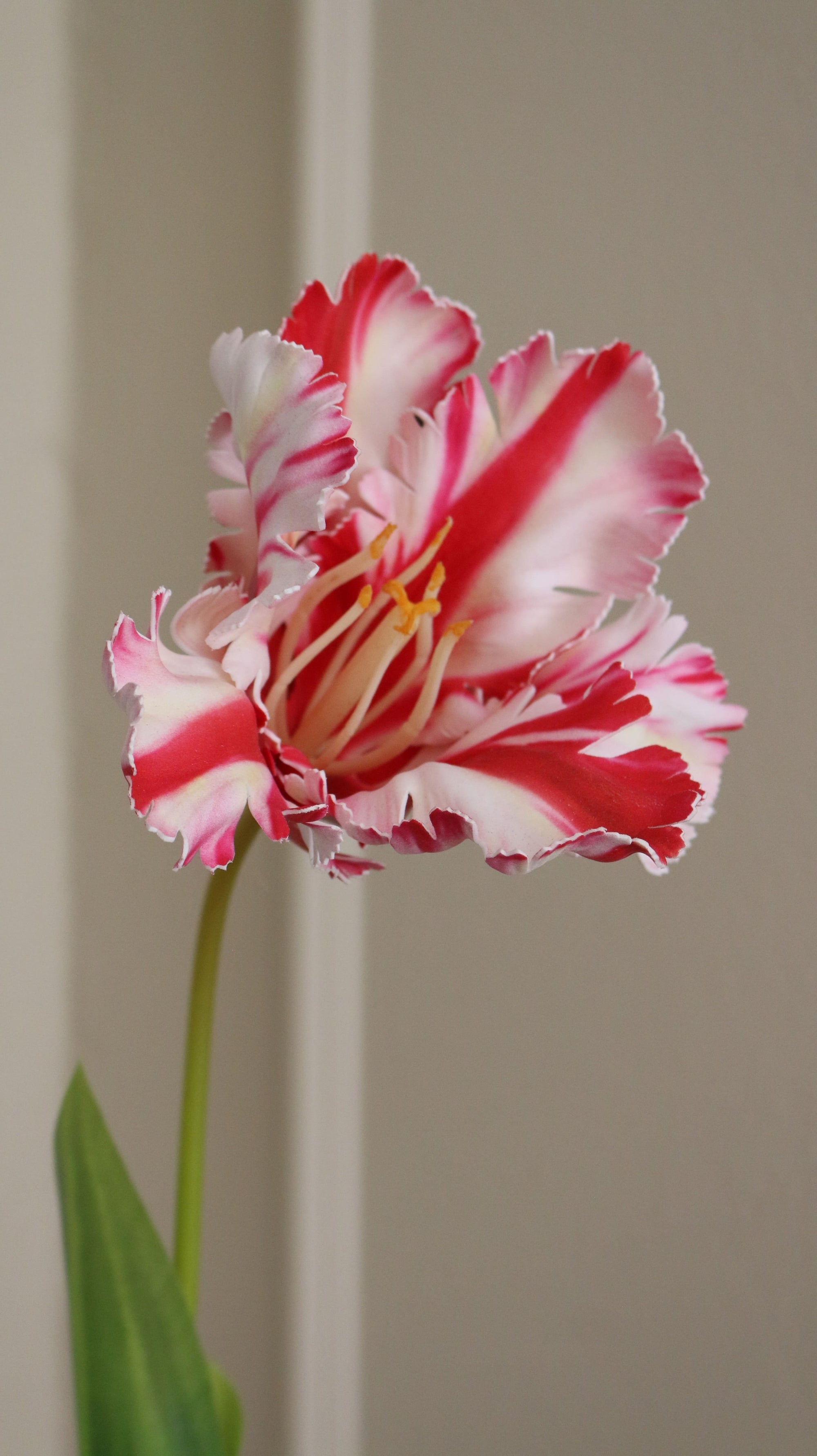 Papegøje Tulipan