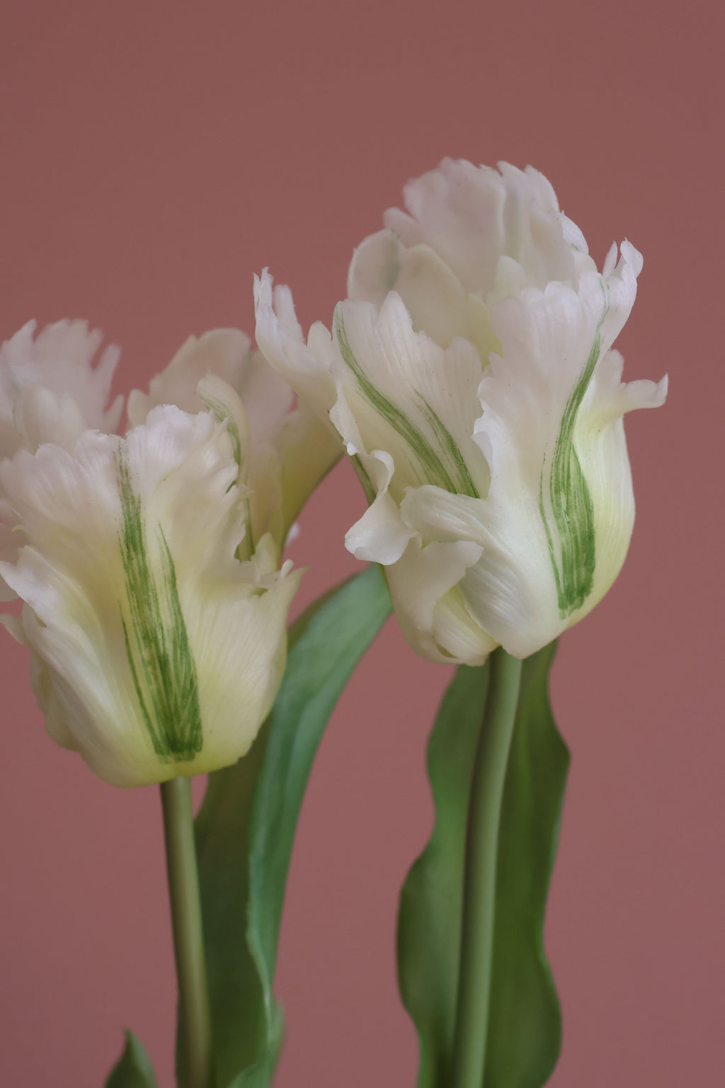 Papegøje tulipan hvid