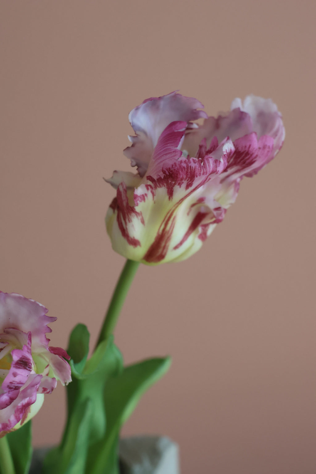 Papegøje tulipan lilla