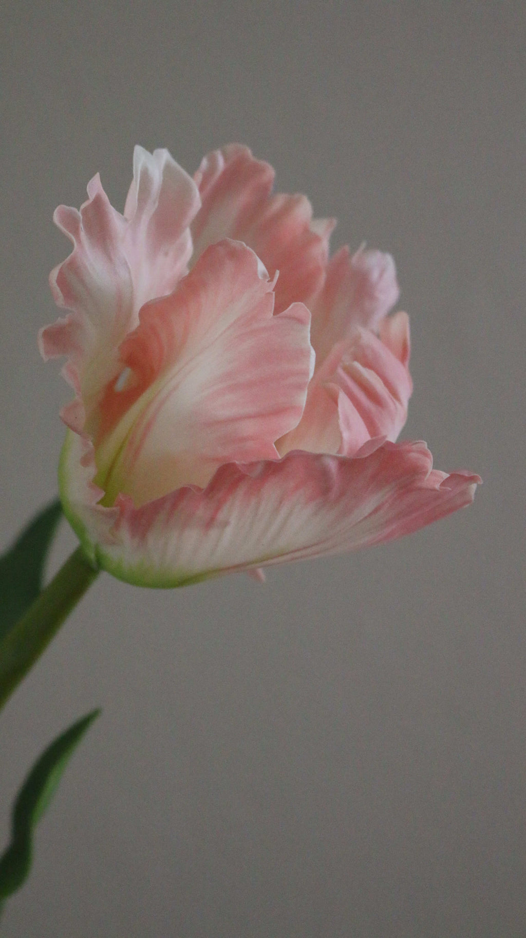 Papegøje tulipan
