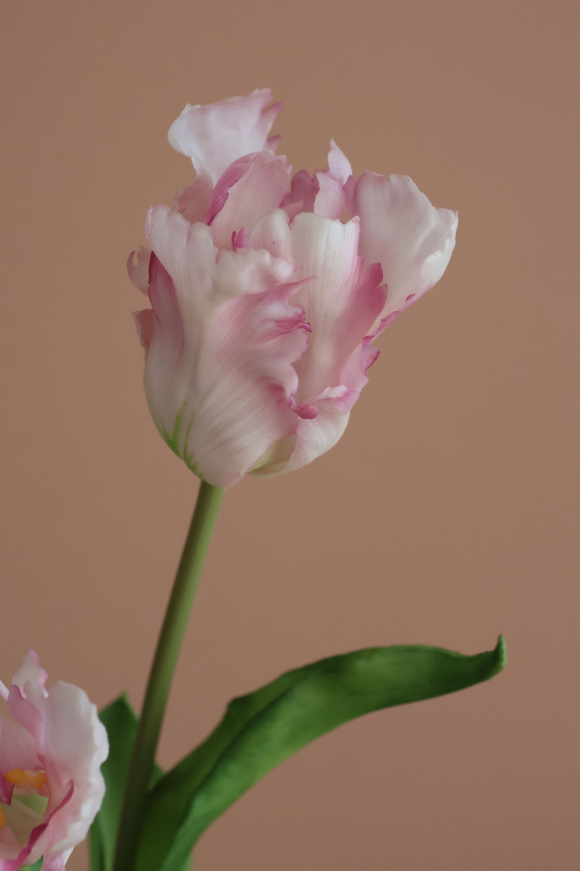 Papegøje Tulipan Lyserød