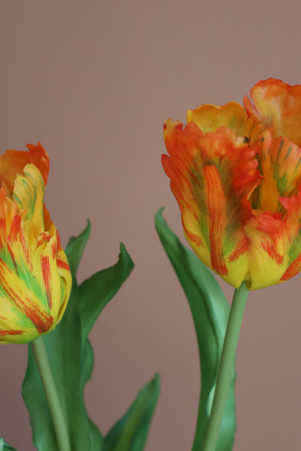 Papegøje tulipan orange