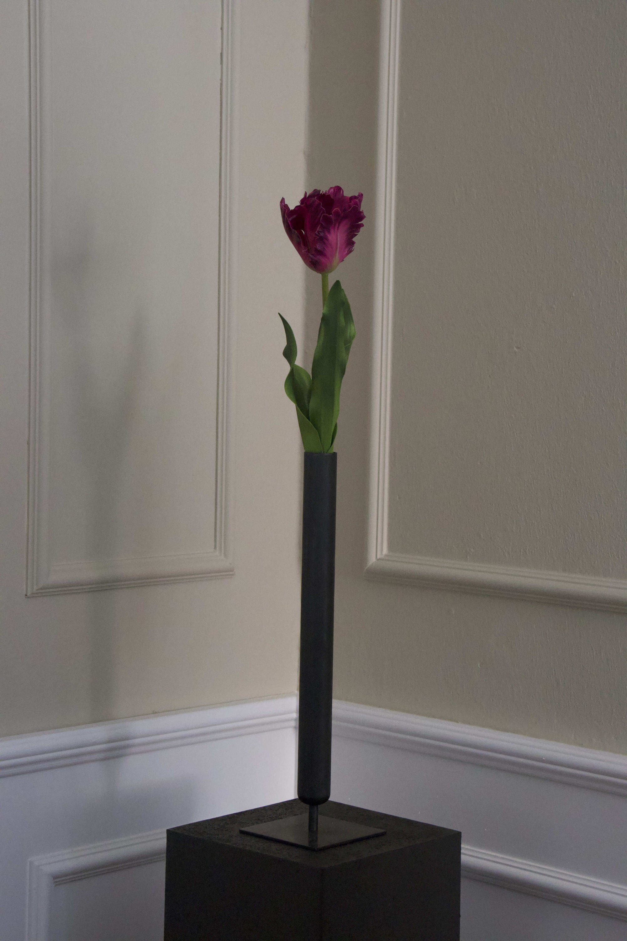 Papegøje tulipan