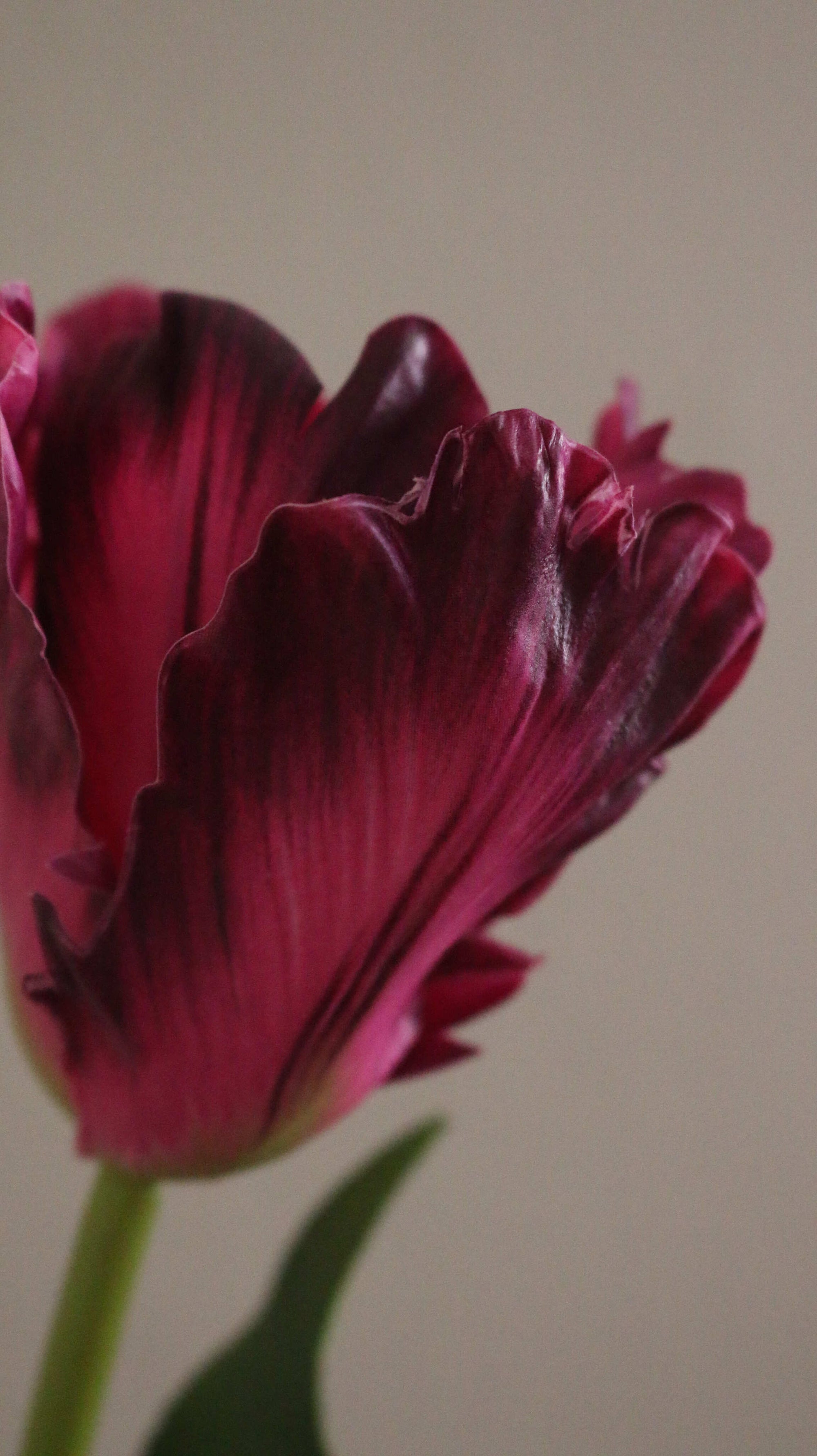 Papegøje tulipan