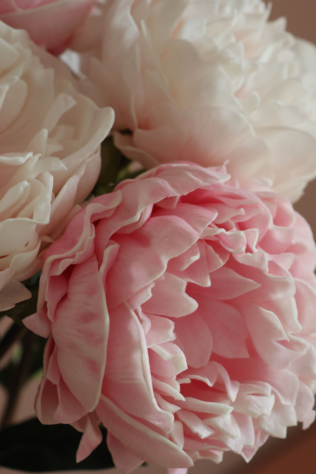 Peony Lover