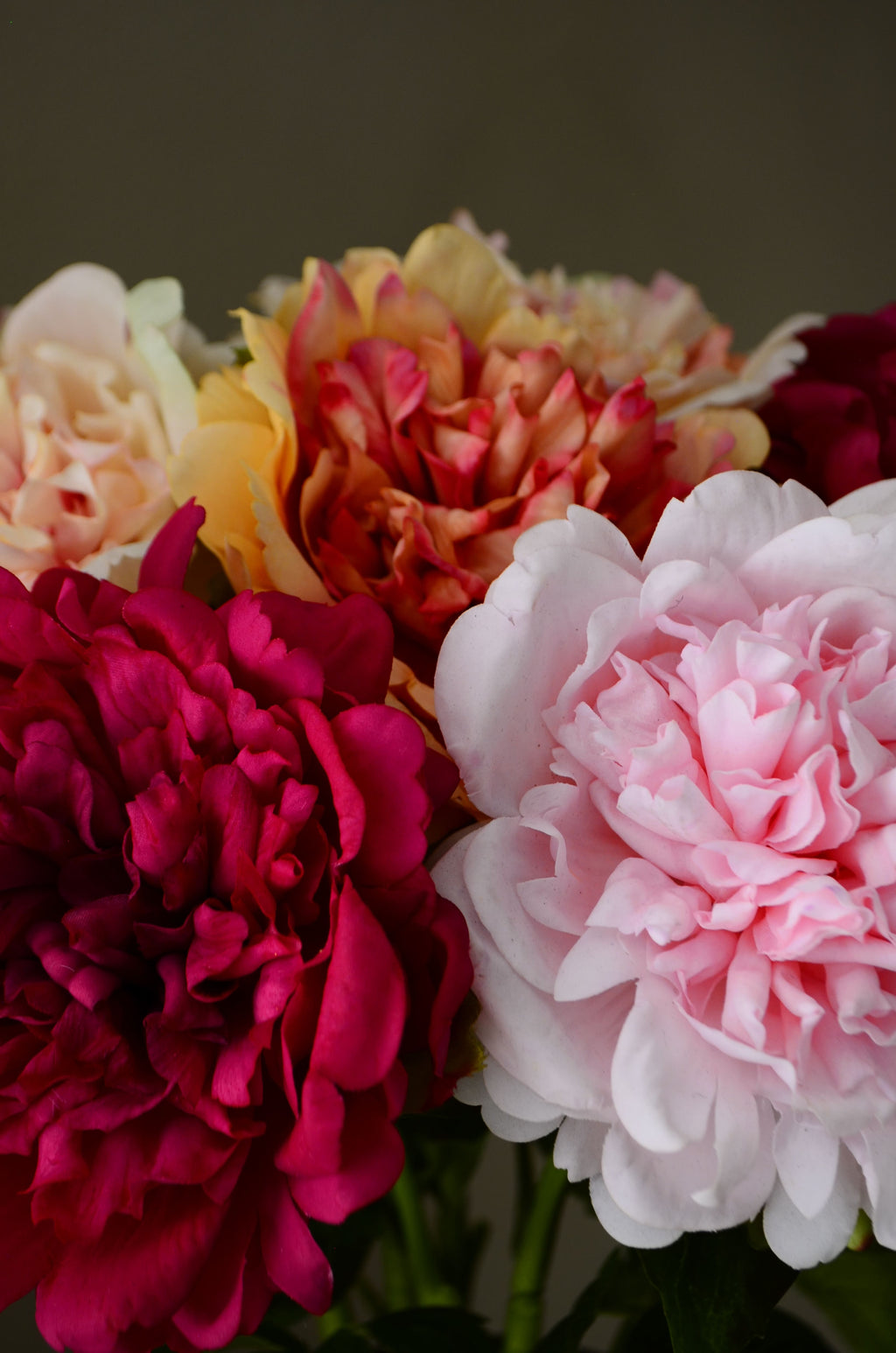 Peony Sunset