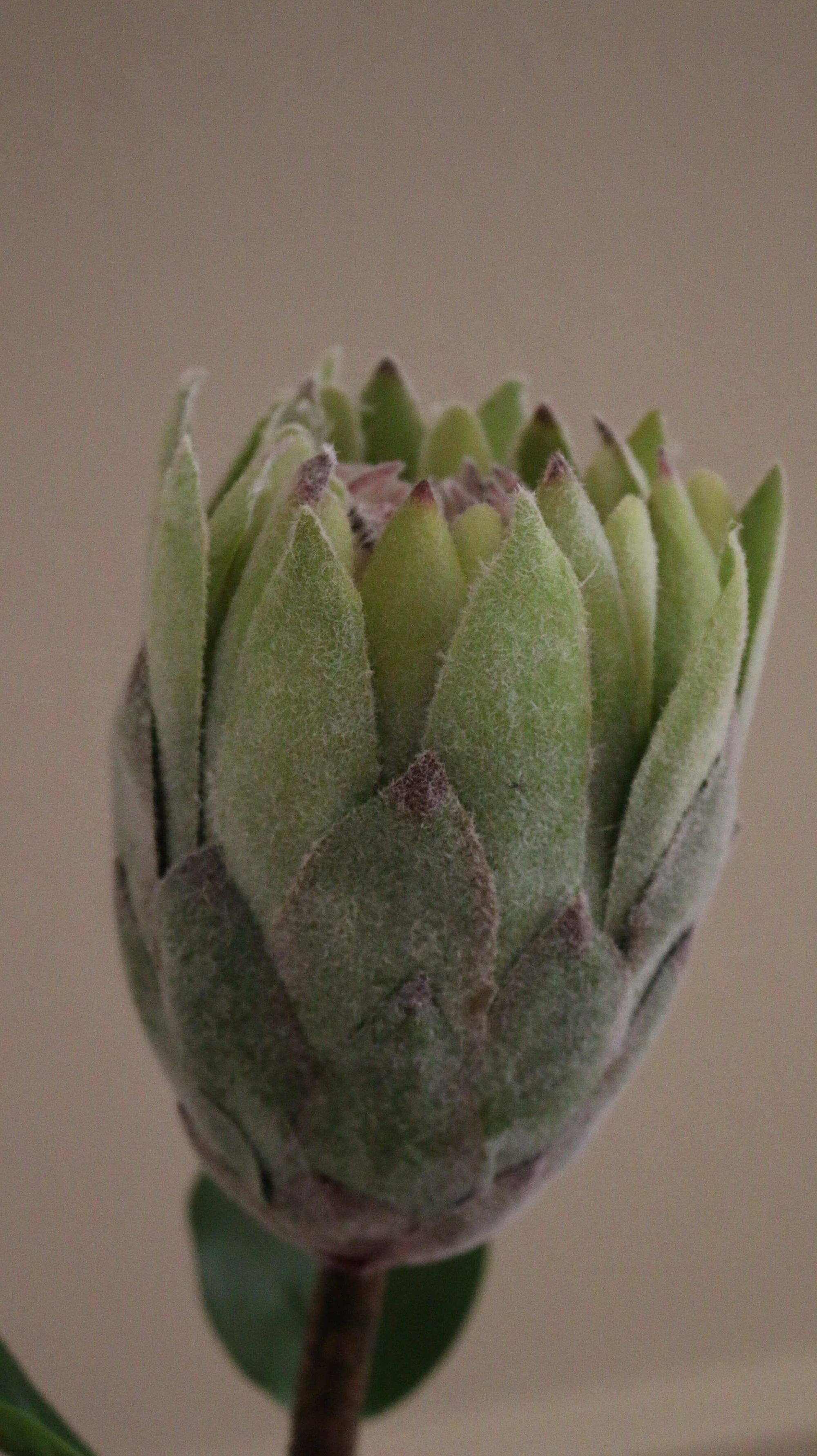 Protea