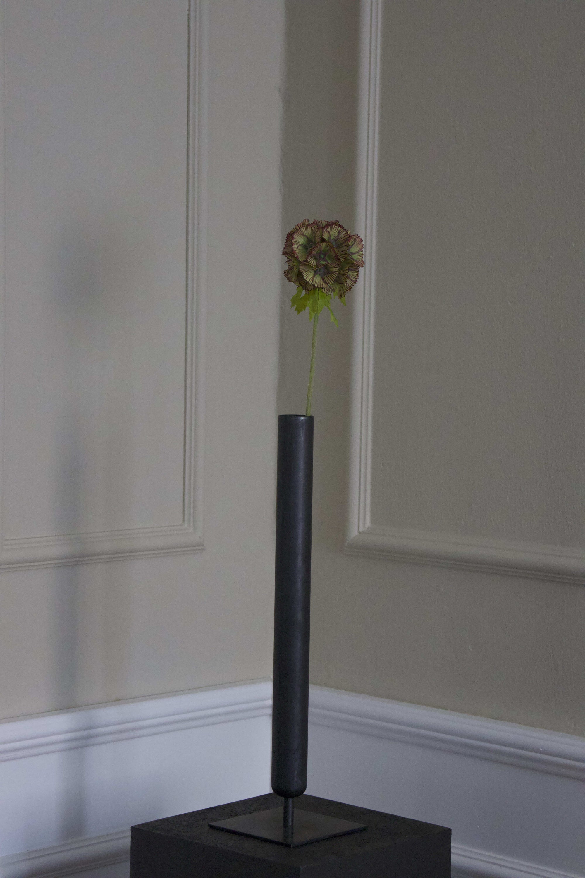 Scabiosa