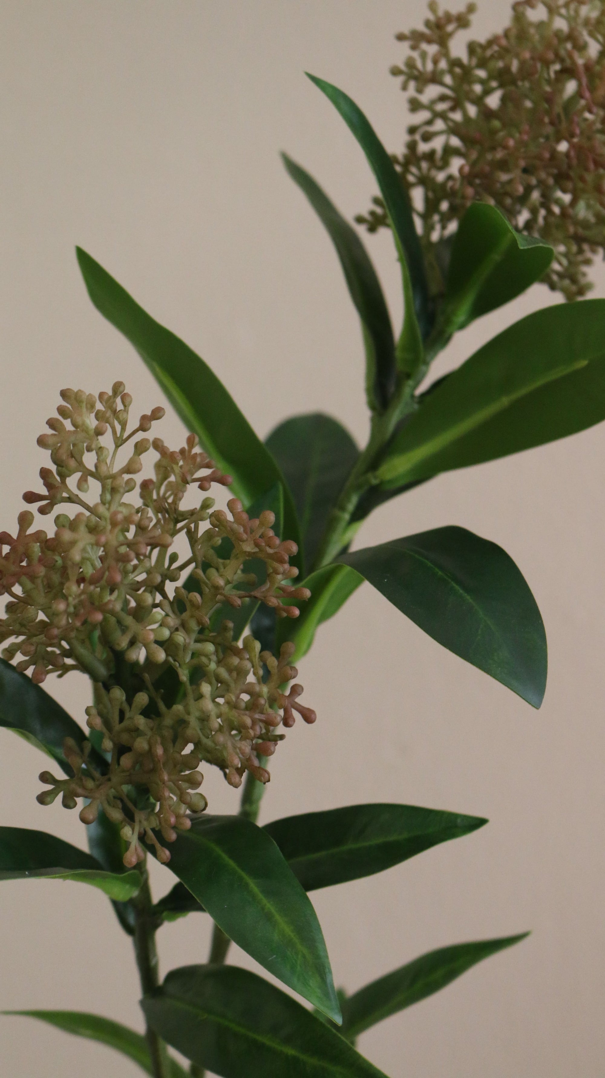 Skimmia