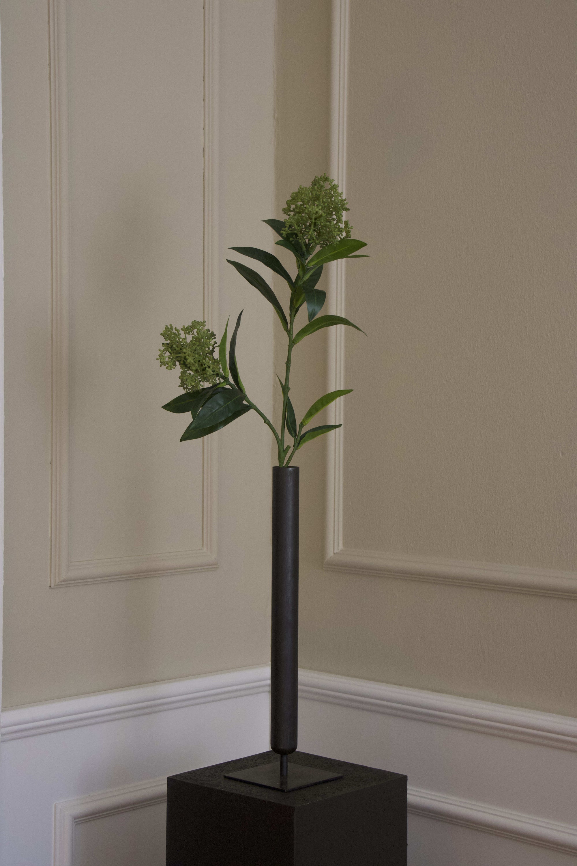 Skimmia
