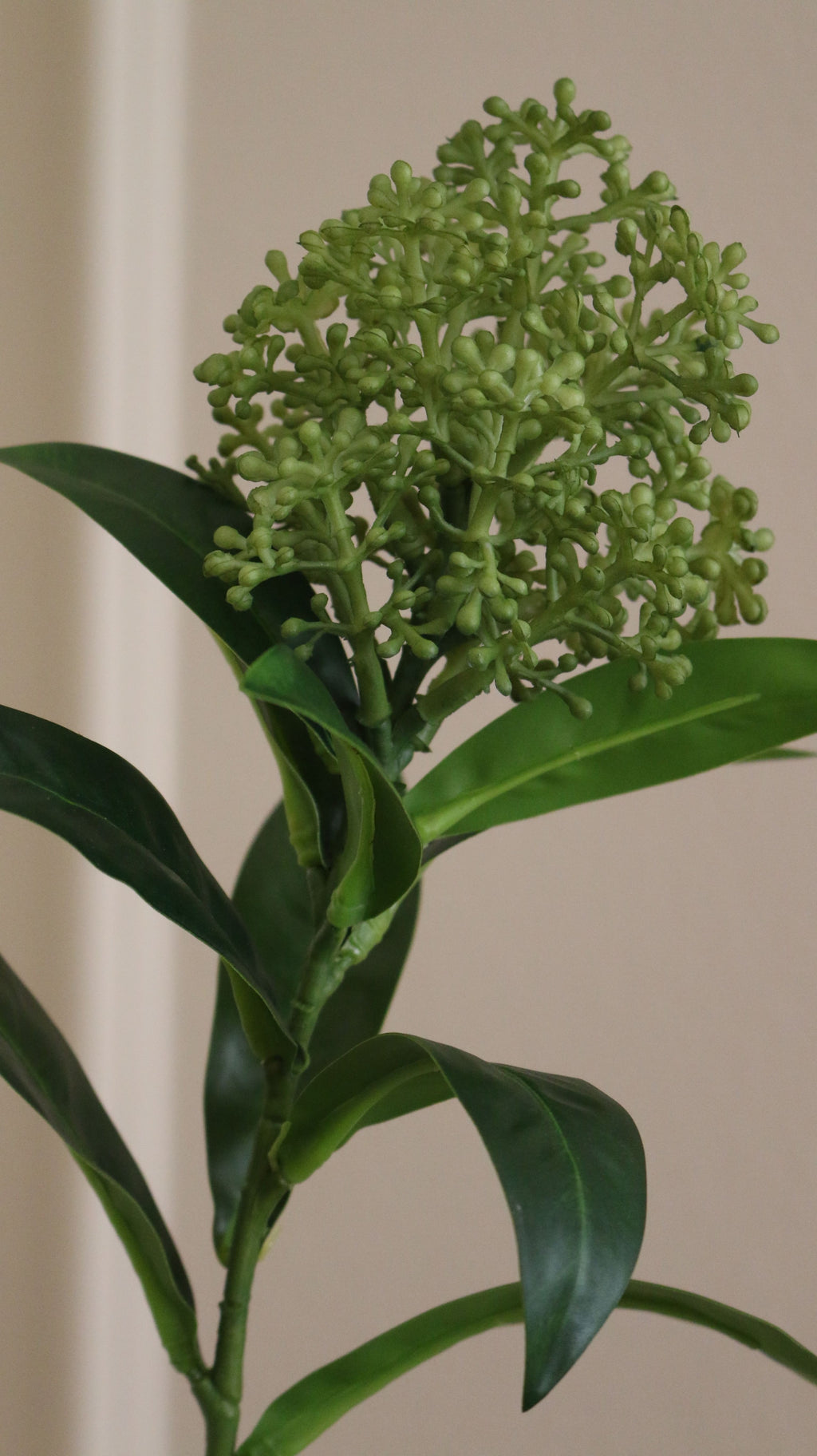 Skimmia